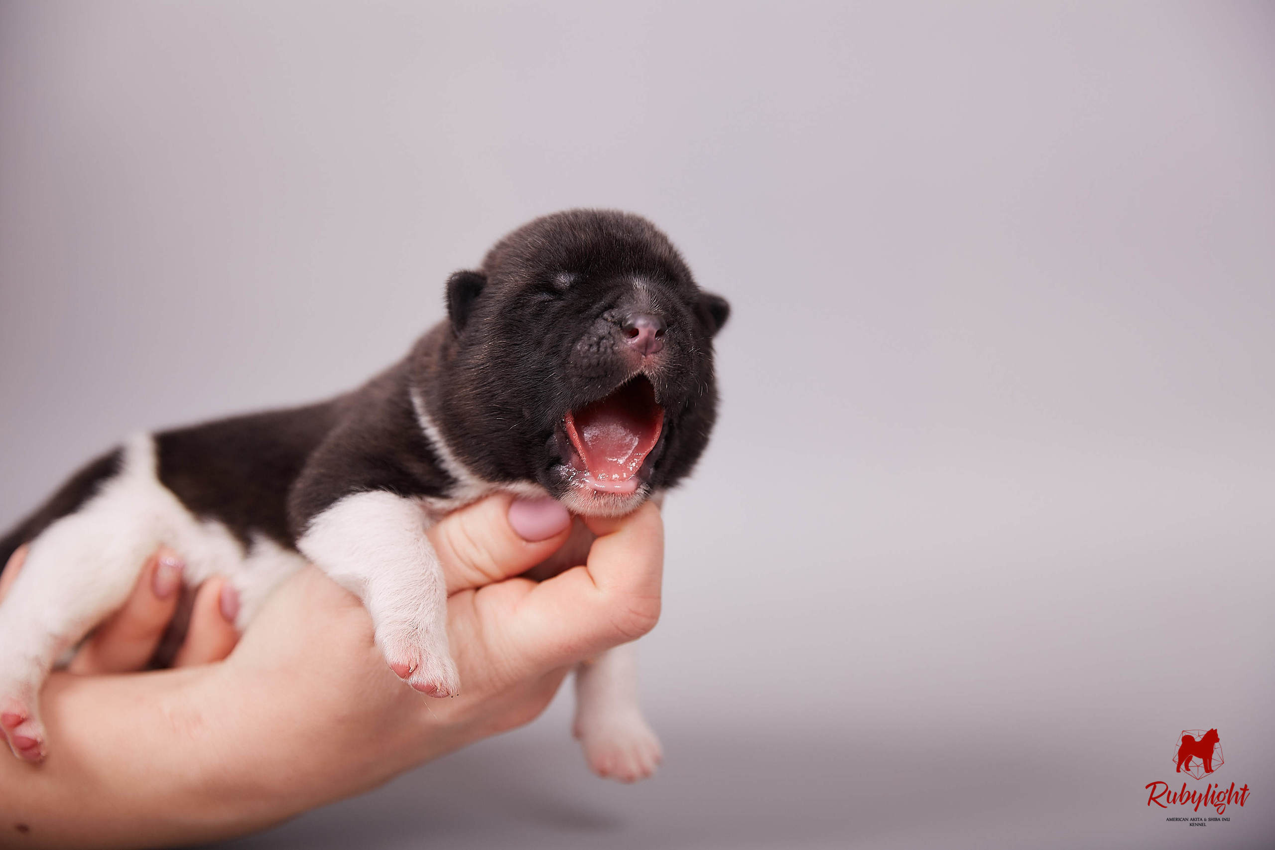 Американская акита щенки питомник Рубилайт RUBYLIGHT