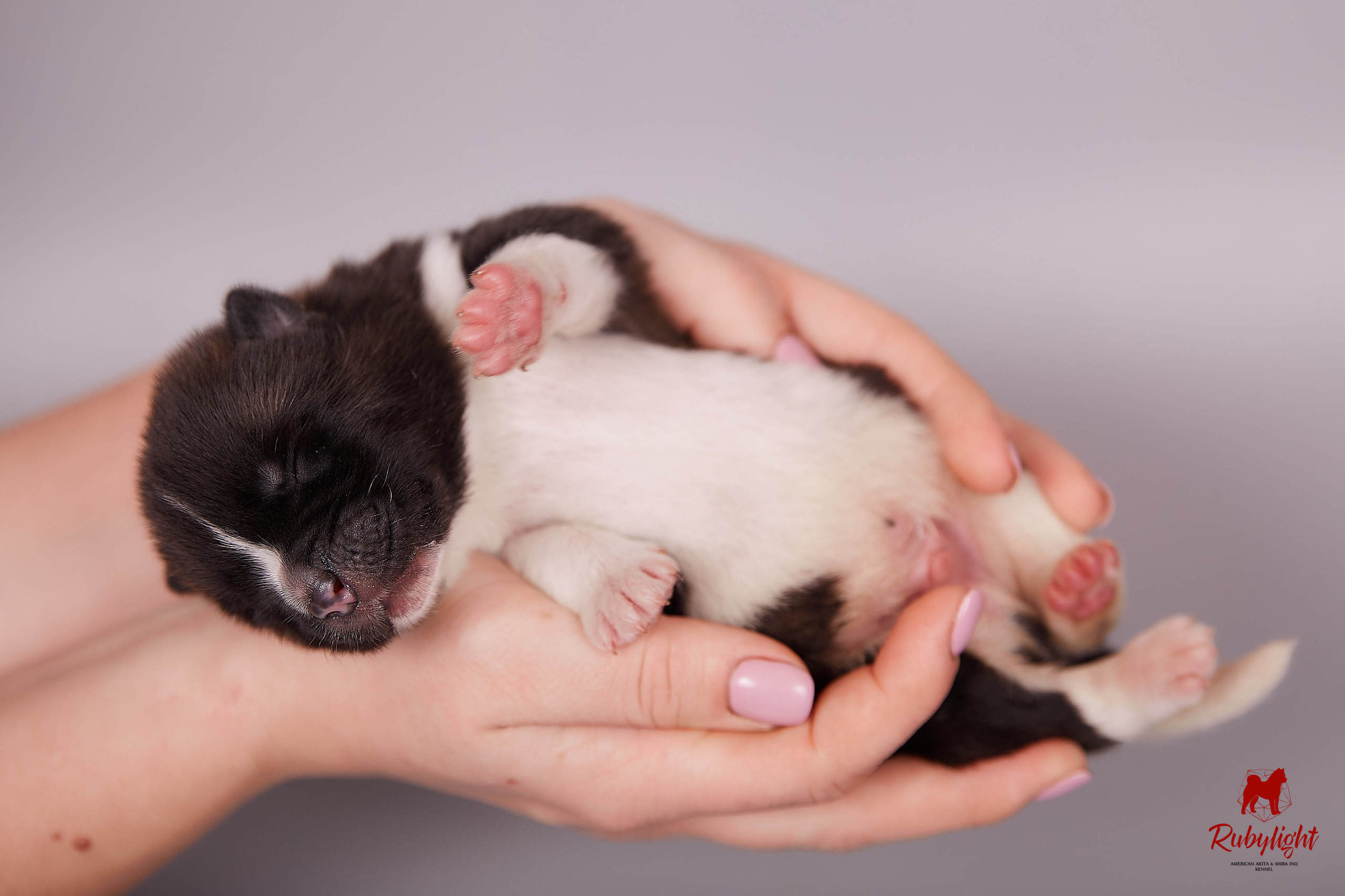 Американская акита щенки питомник Рубилайт RUBYLIGHT