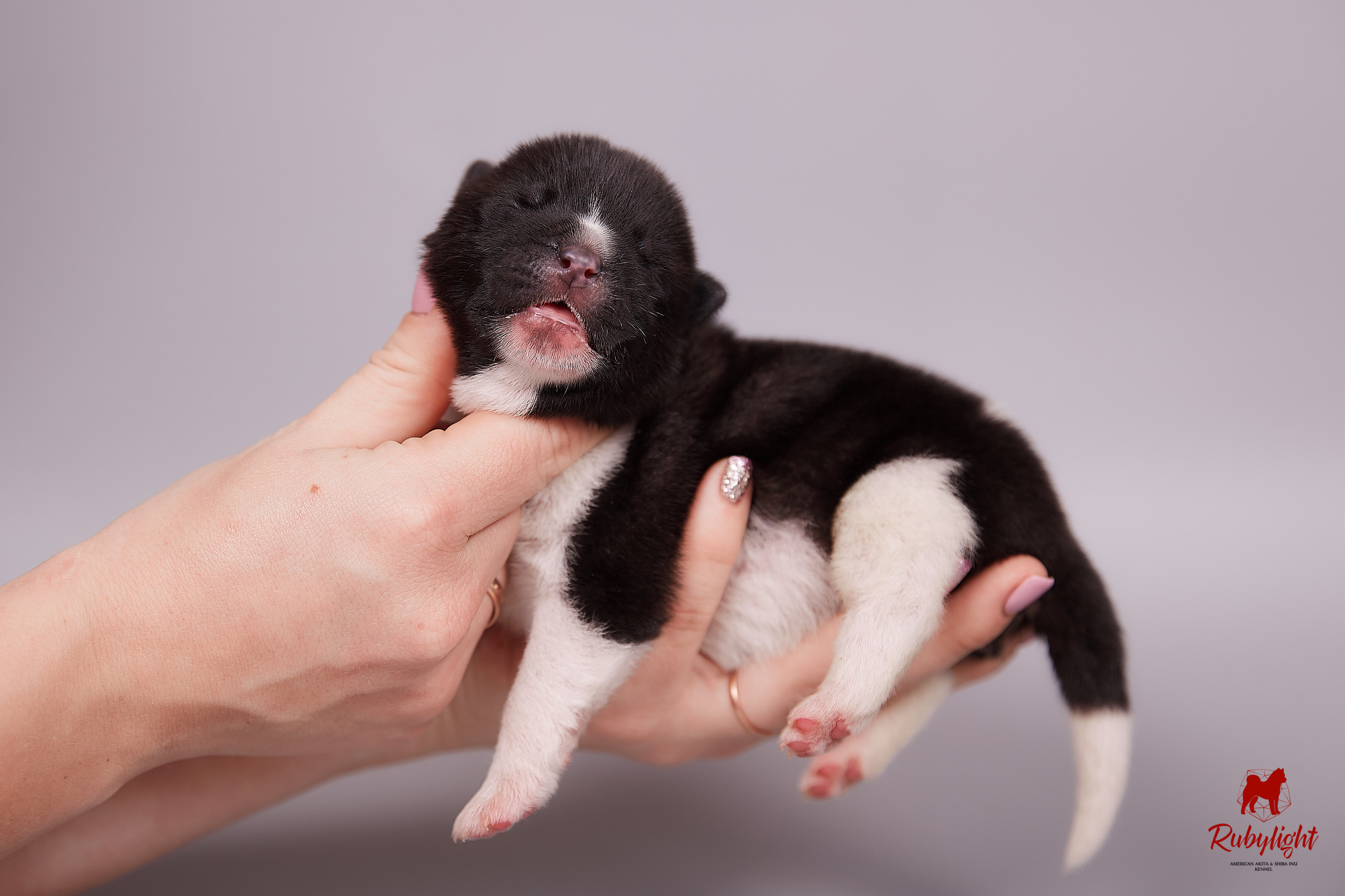 Американская акита щенки питомник Рубилайт RUBYLIGHT