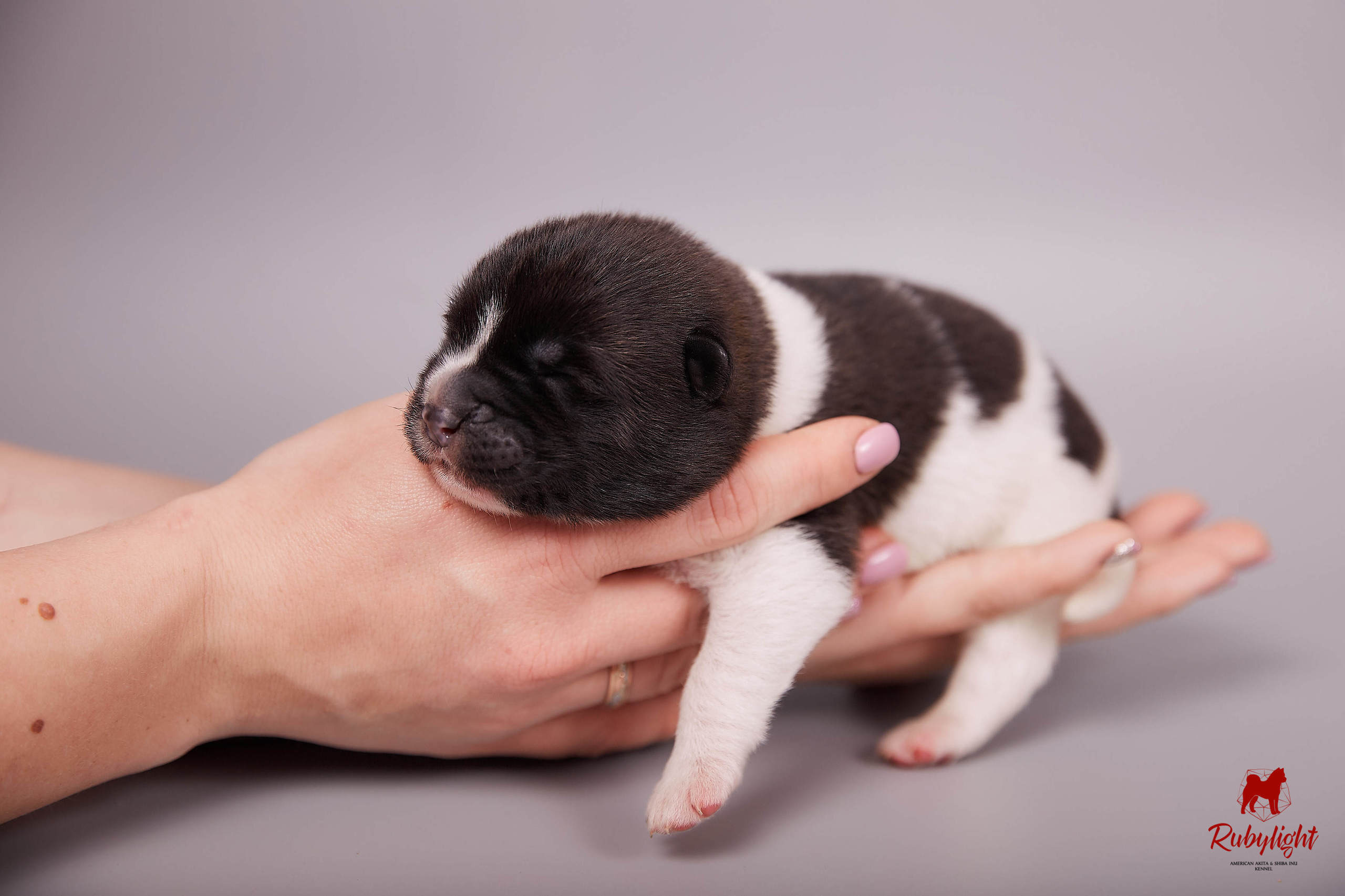 Американская акита щенки питомник Рубилайт RUBYLIGHT