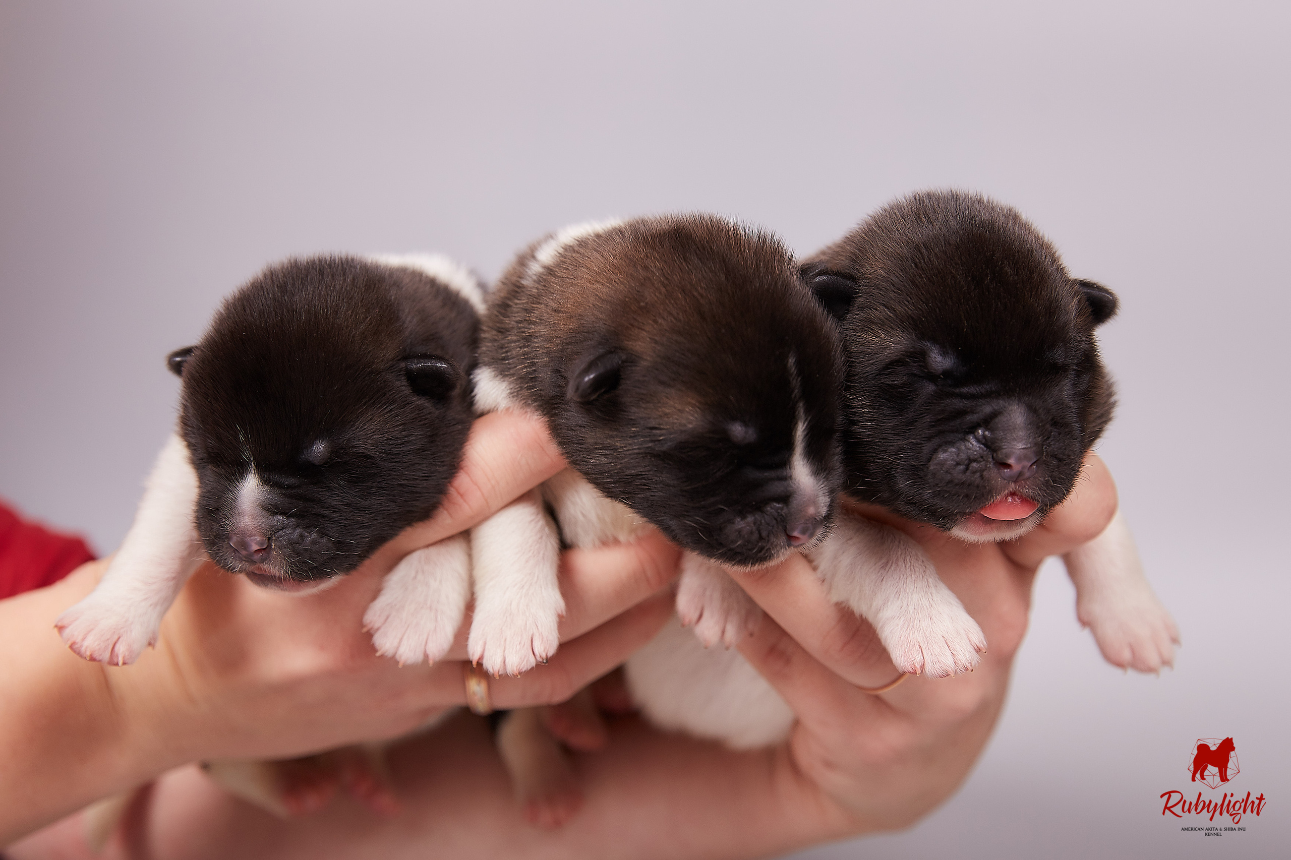 Американская акита щенки питомник Рубилайт RUBYLIGHT