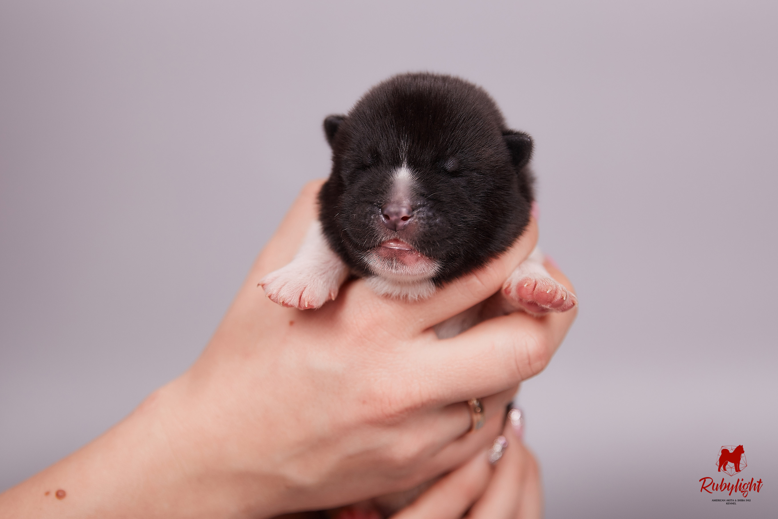 Американская акита щенки питомник Рубилайт RUBYLIGHT