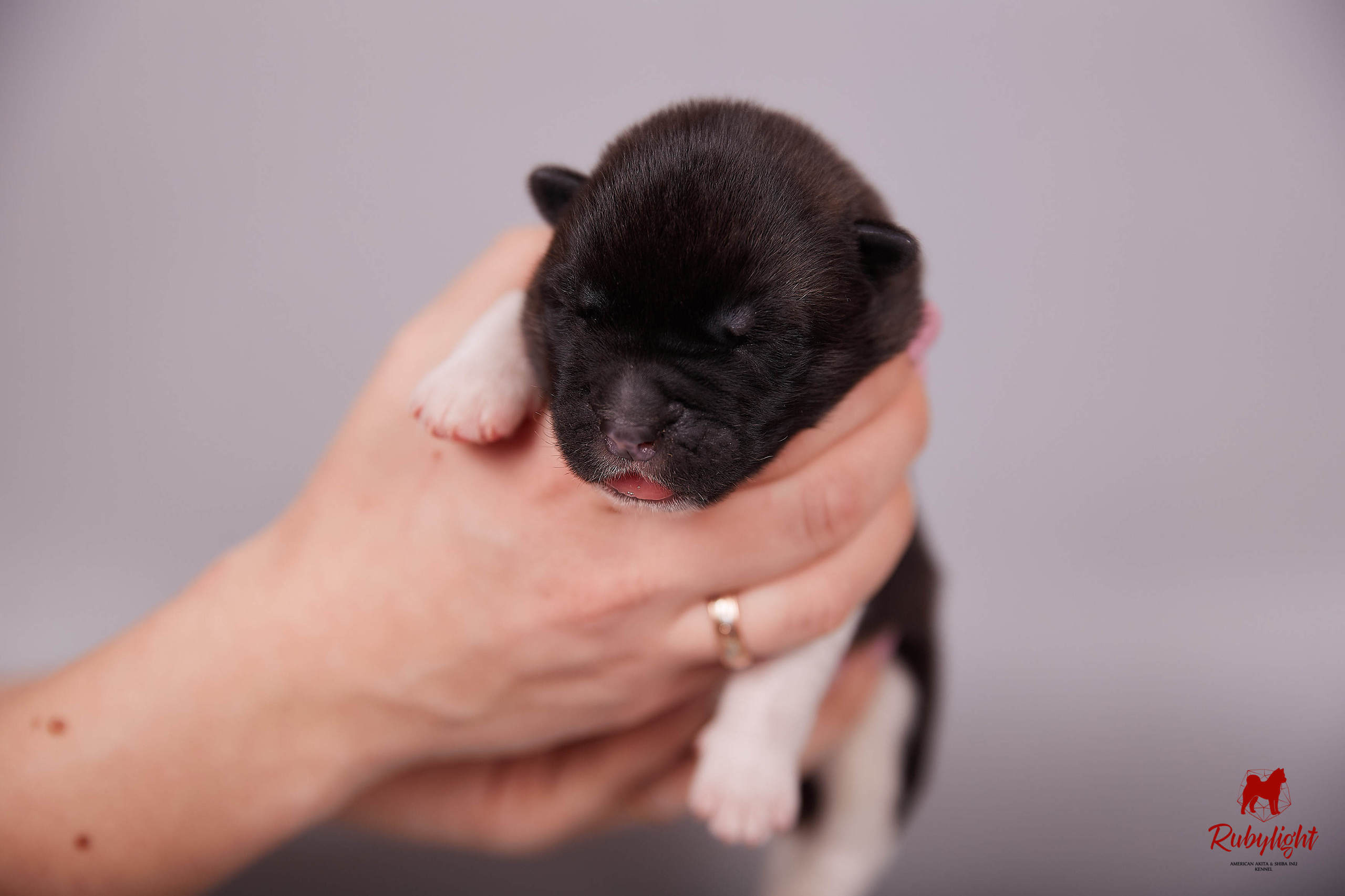 Американская акита щенки питомник Рубилайт RUBYLIGHT