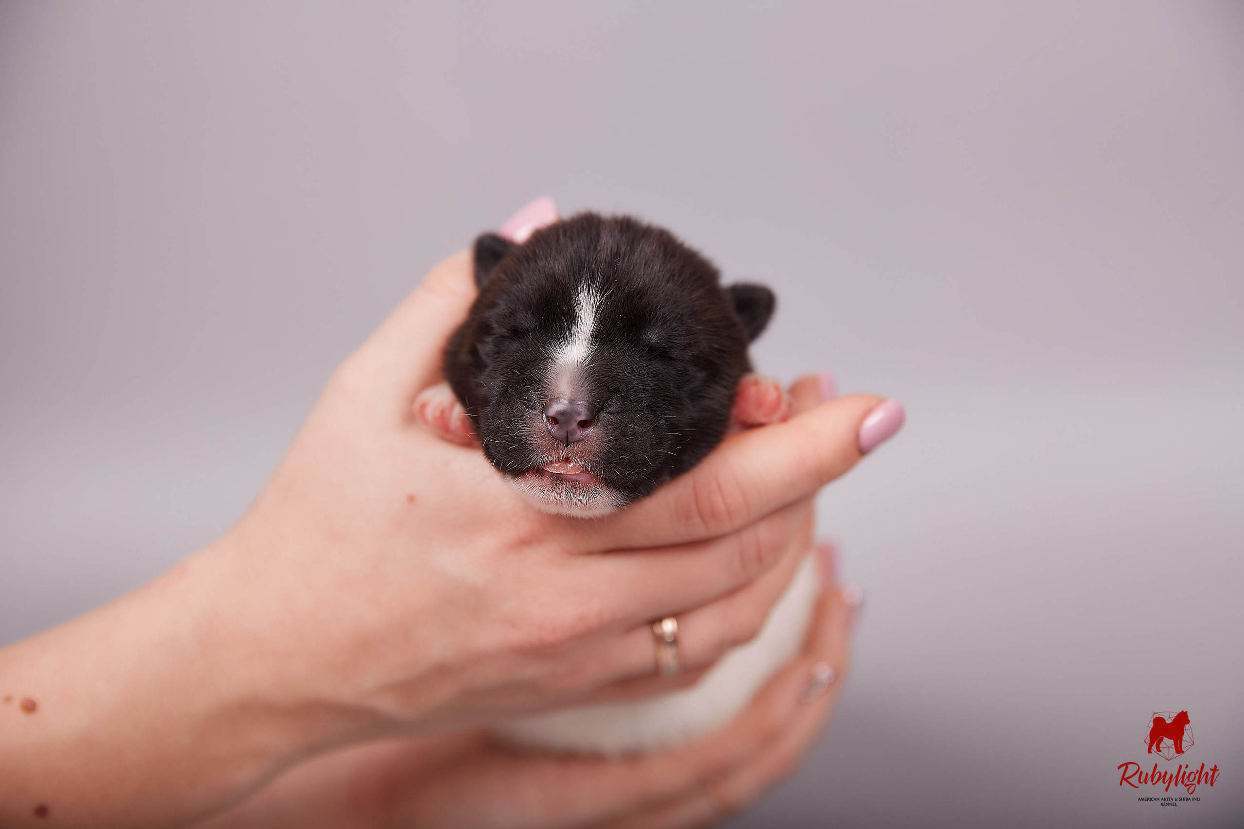 Американская акита щенки питомник Рубилайт RUBYLIGHT