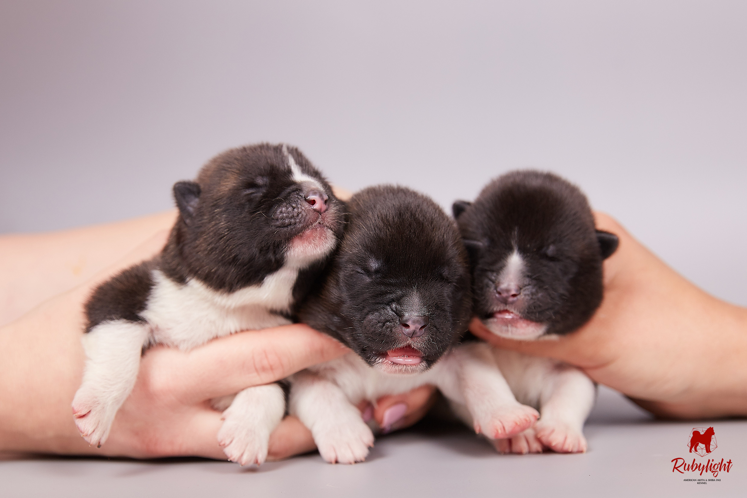 Американская акита щенки питомник Рубилайт RUBYLIGHT