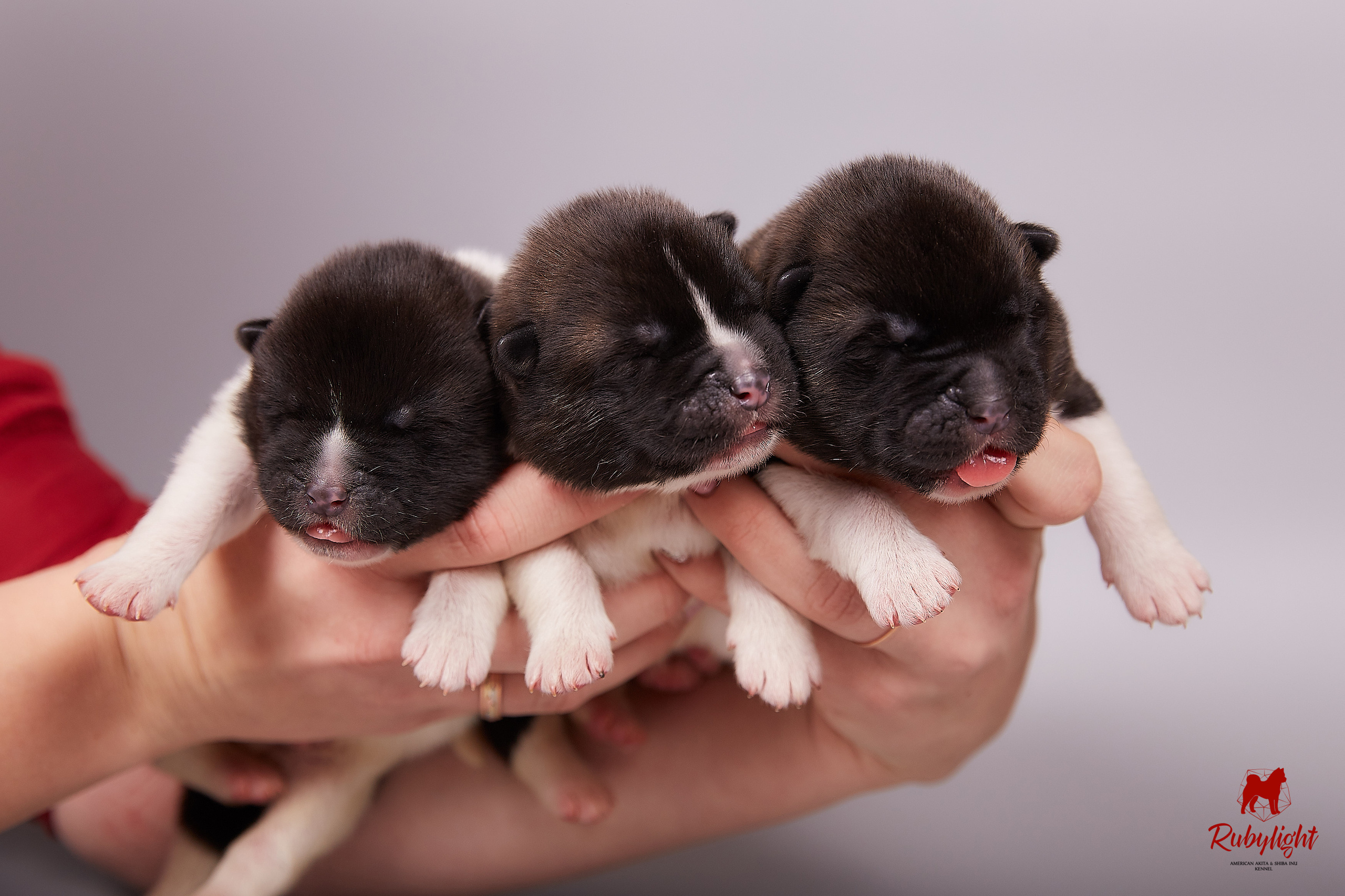 Американская акита щенки питомник Рубилайт RUBYLIGHT