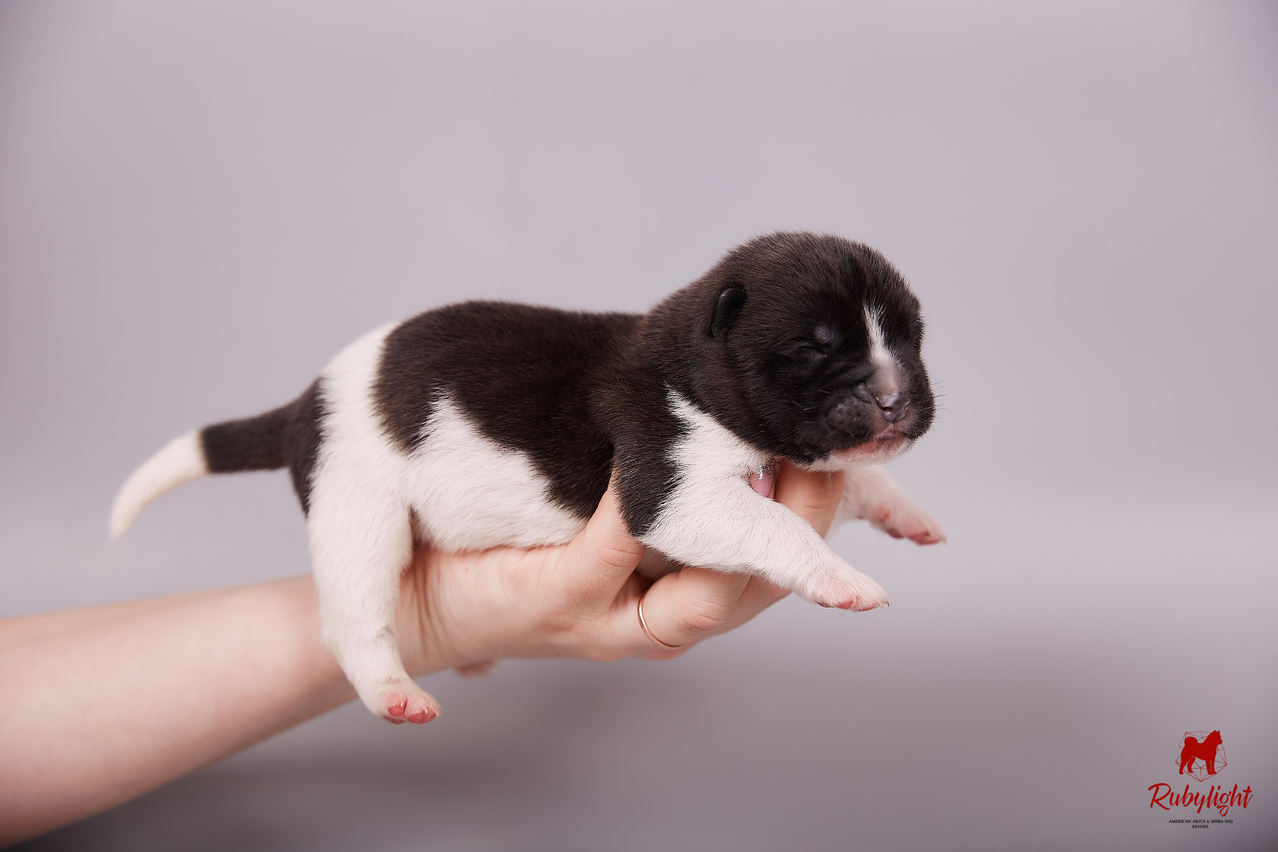 Американская акита щенки питомник Рубилайт RUBYLIGHT
