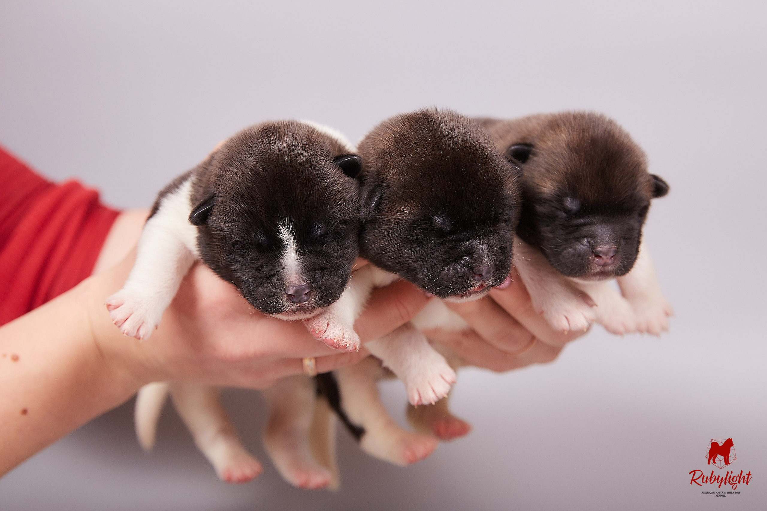 Американская акита щенки питомник Рубилайт RUBYLIGHT