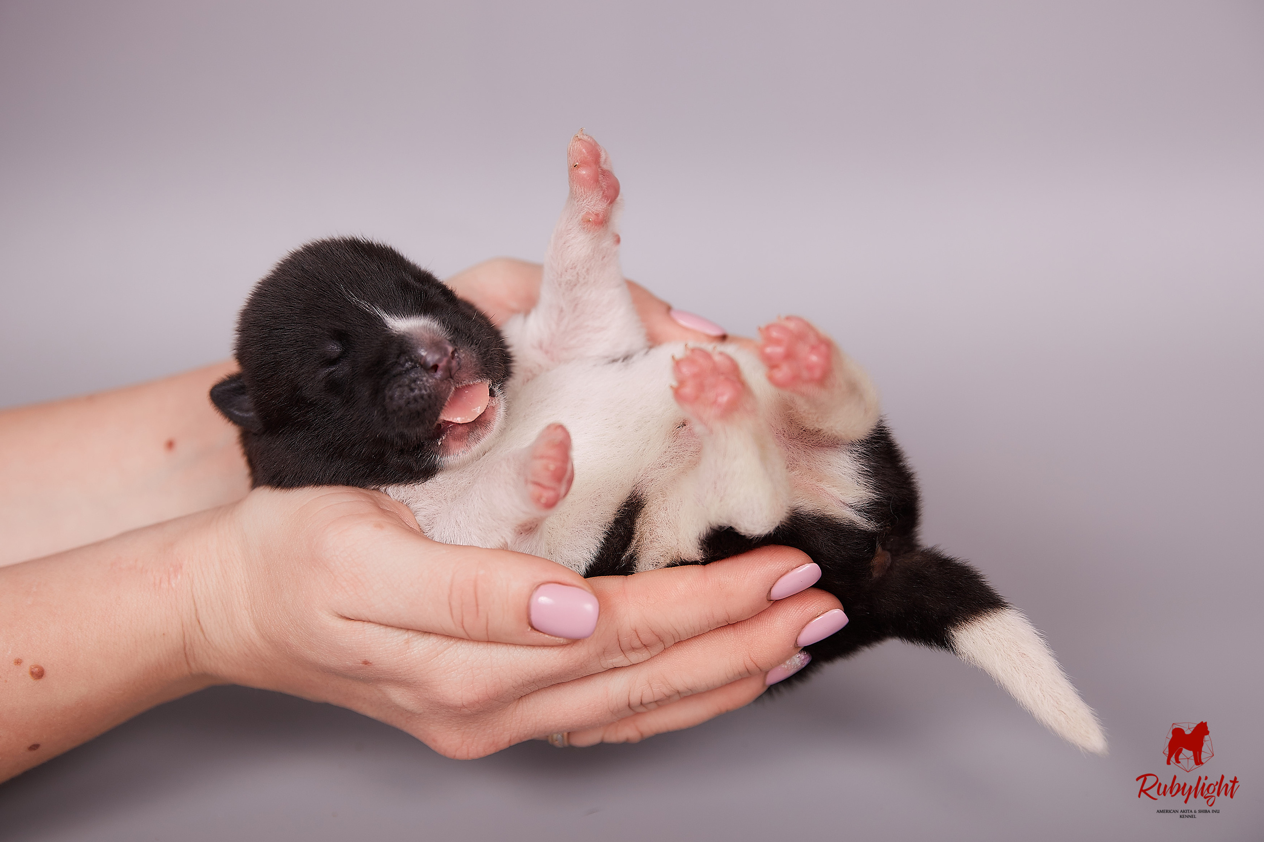 Американская акита щенки питомник Рубилайт RUBYLIGHT