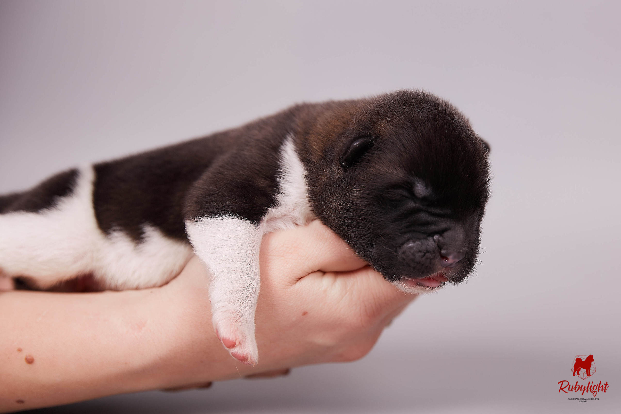 Американская акита щенки питомник Рубилайт RUBYLIGHT