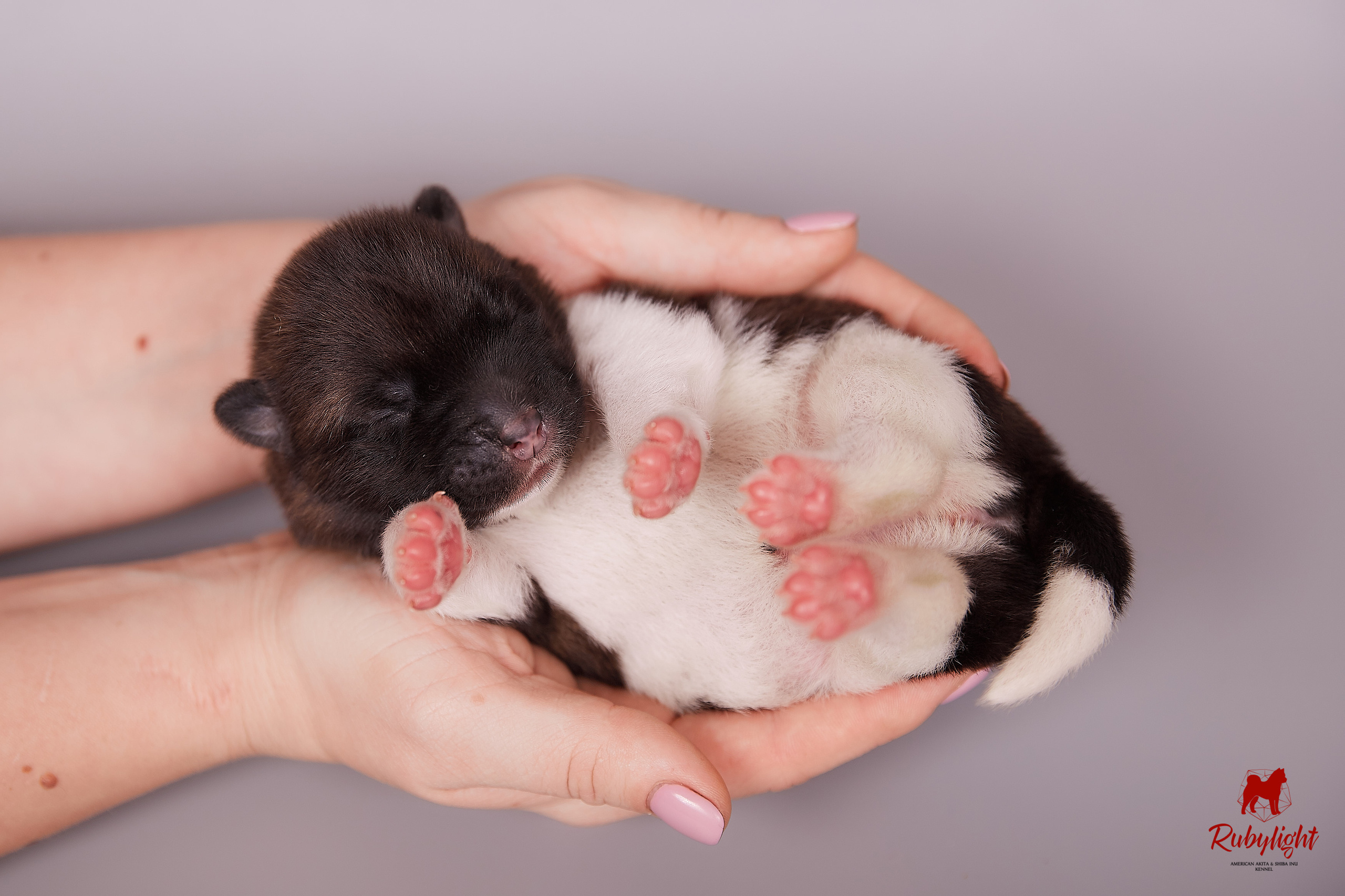 Американская акита щенки питомник Рубилайт RUBYLIGHT