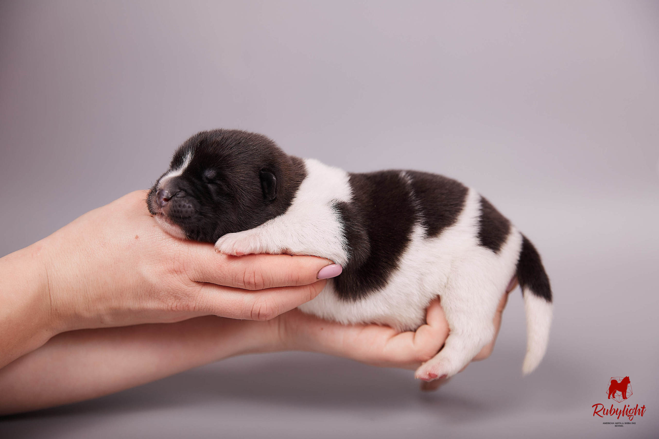 Американская акита щенки питомник Рубилайт RUBYLIGHT