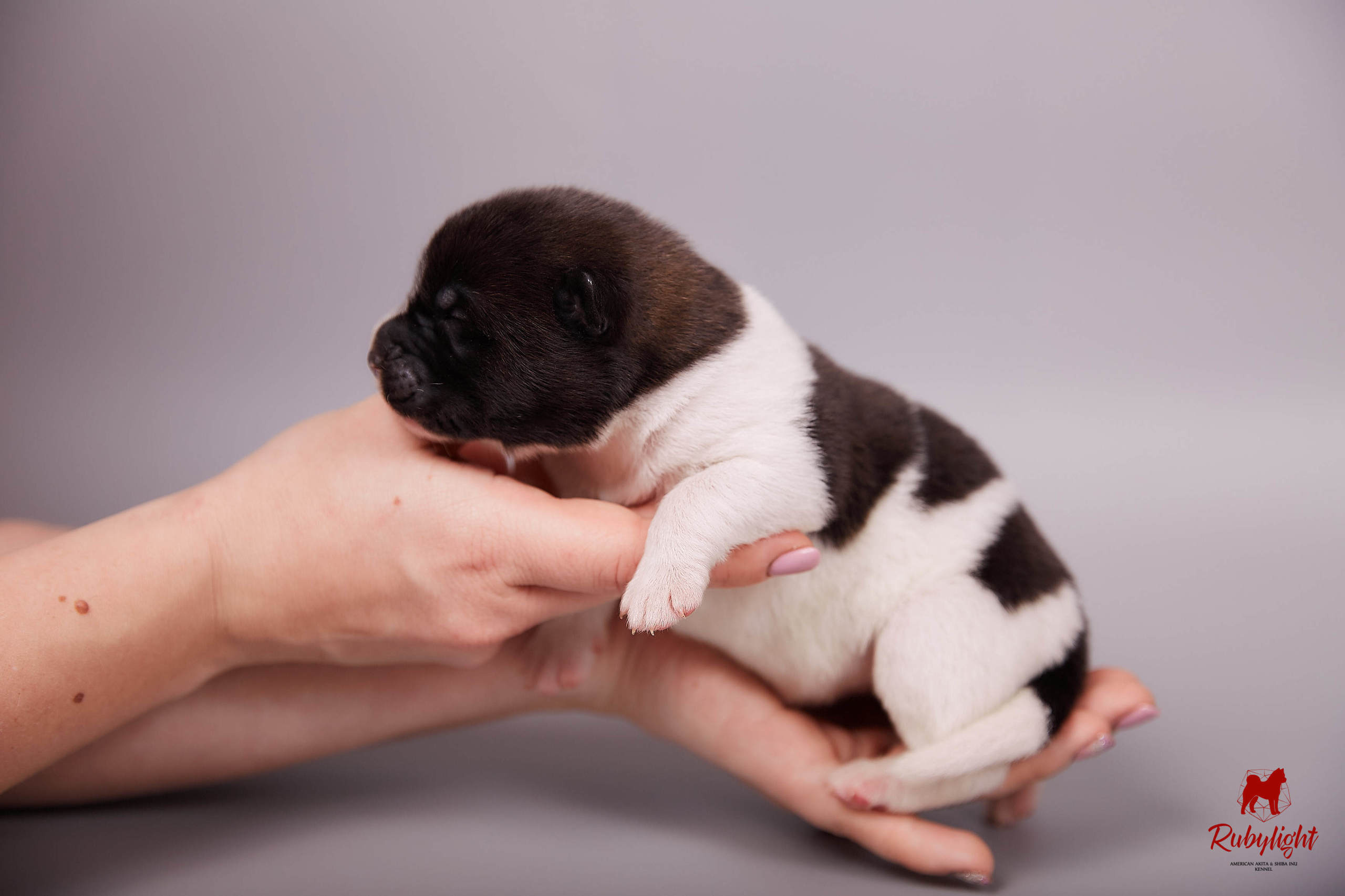 Американская акита щенки питомник Рубилайт RUBYLIGHT