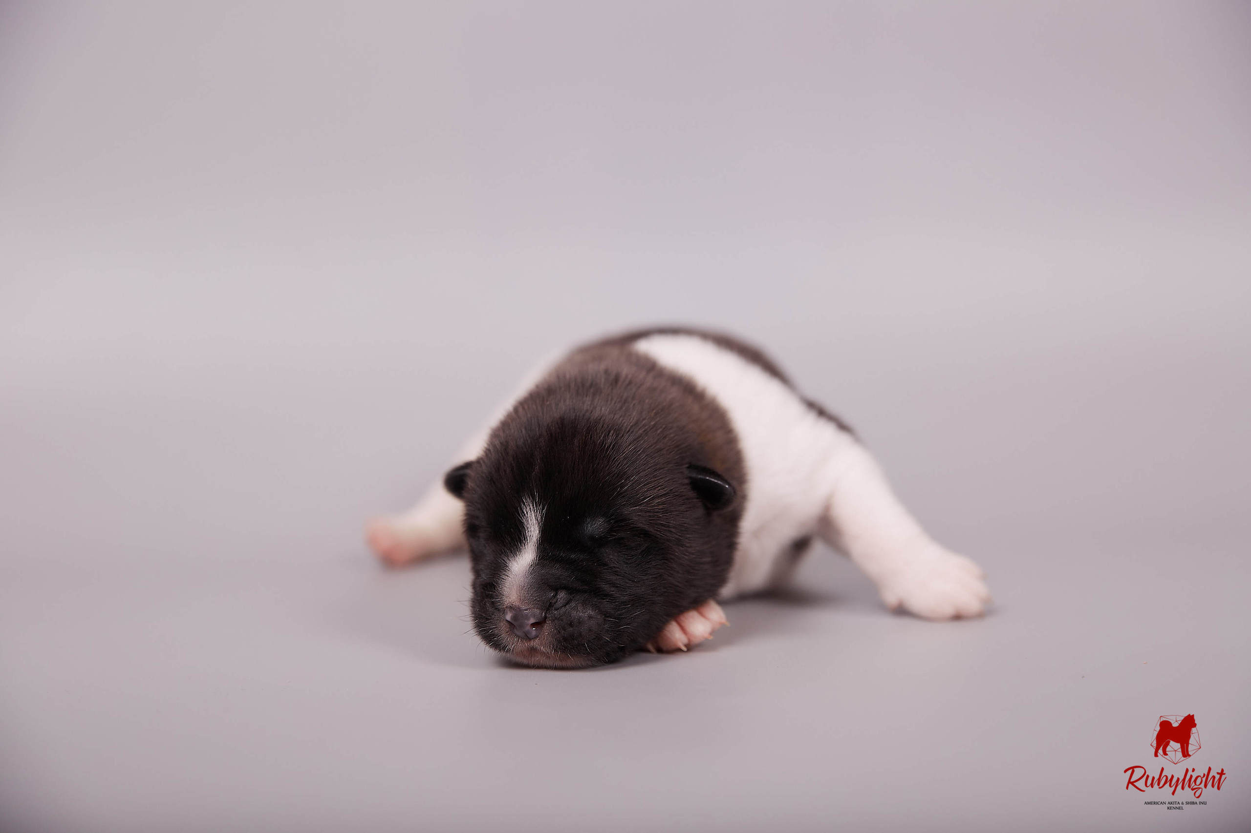 Американская акита щенки питомник Рубилайт RUBYLIGHT