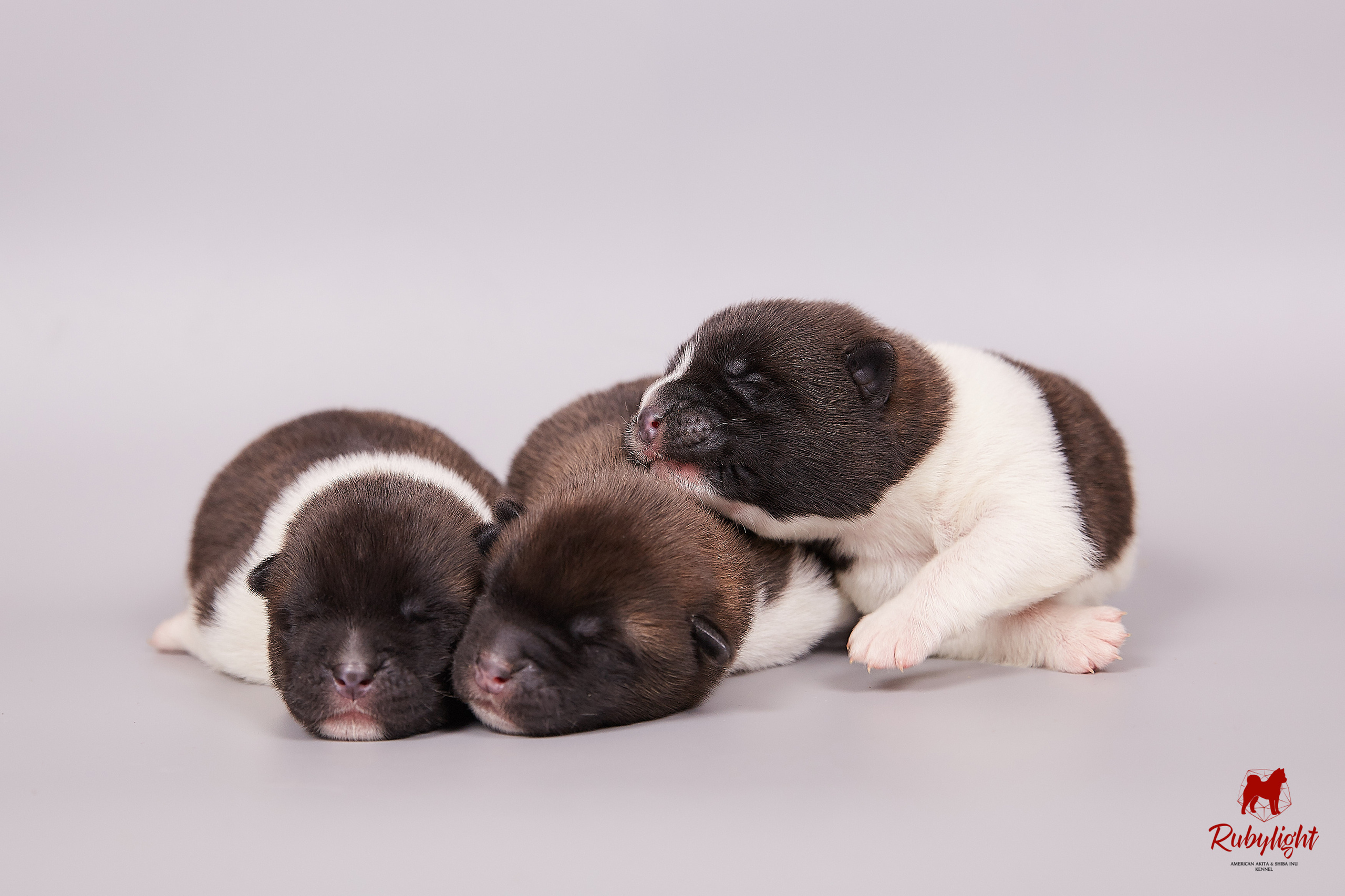 Американская акита щенки питомник Рубилайт RUBYLIGHT