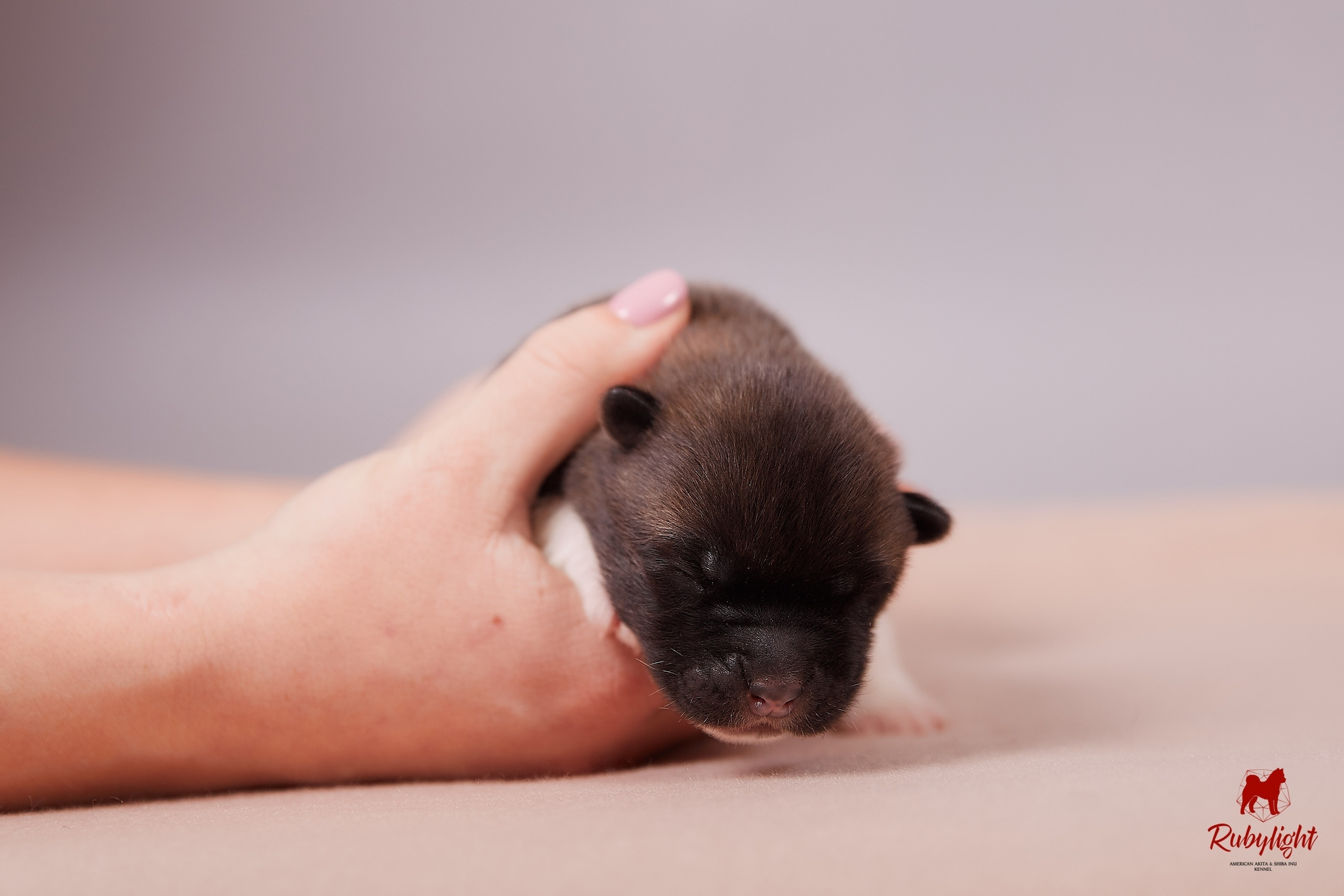 Американская акита щенки питомник Рубилайт RUBYLIGHT