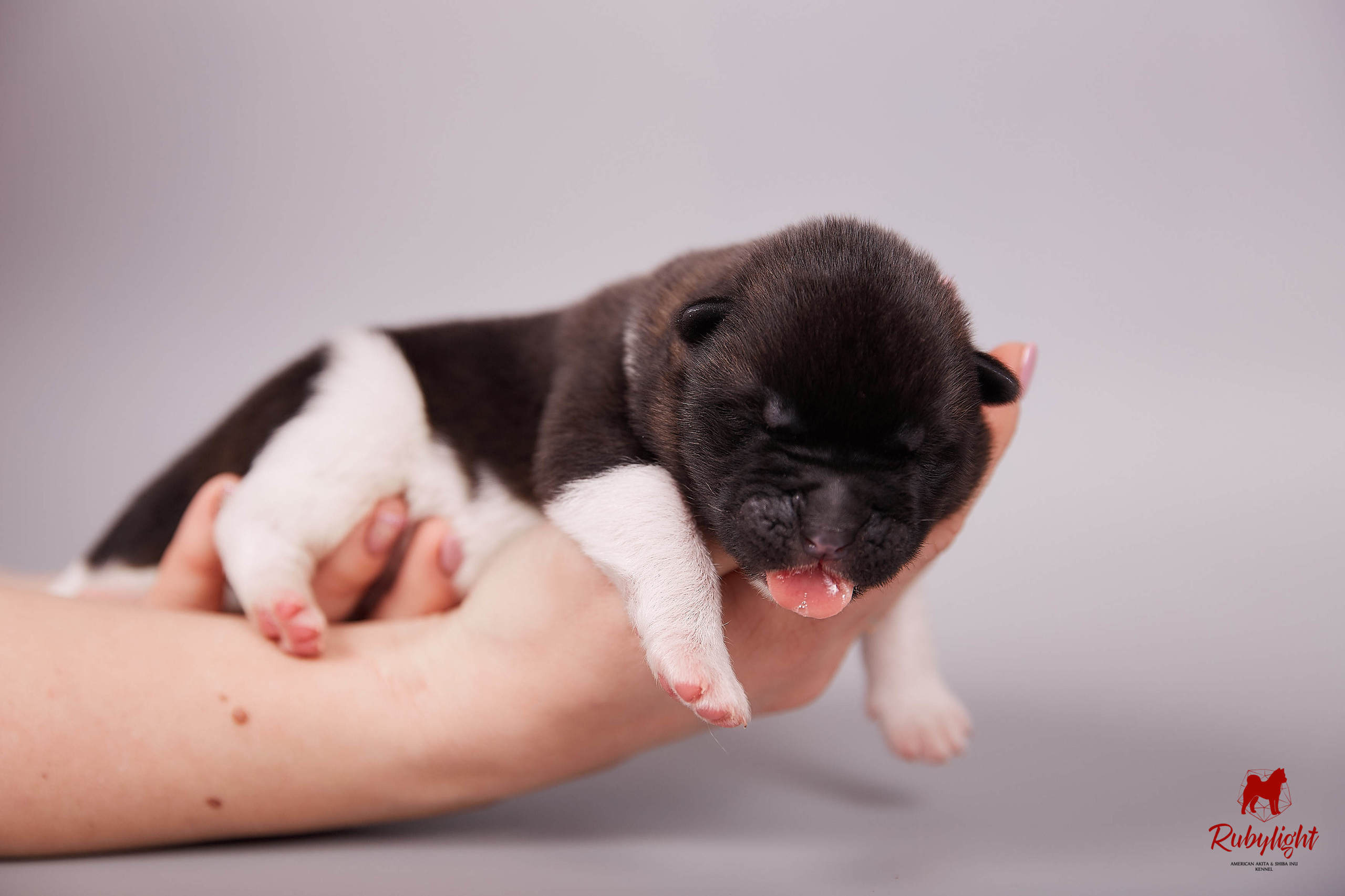 Американская акита щенки питомник Рубилайт RUBYLIGHT