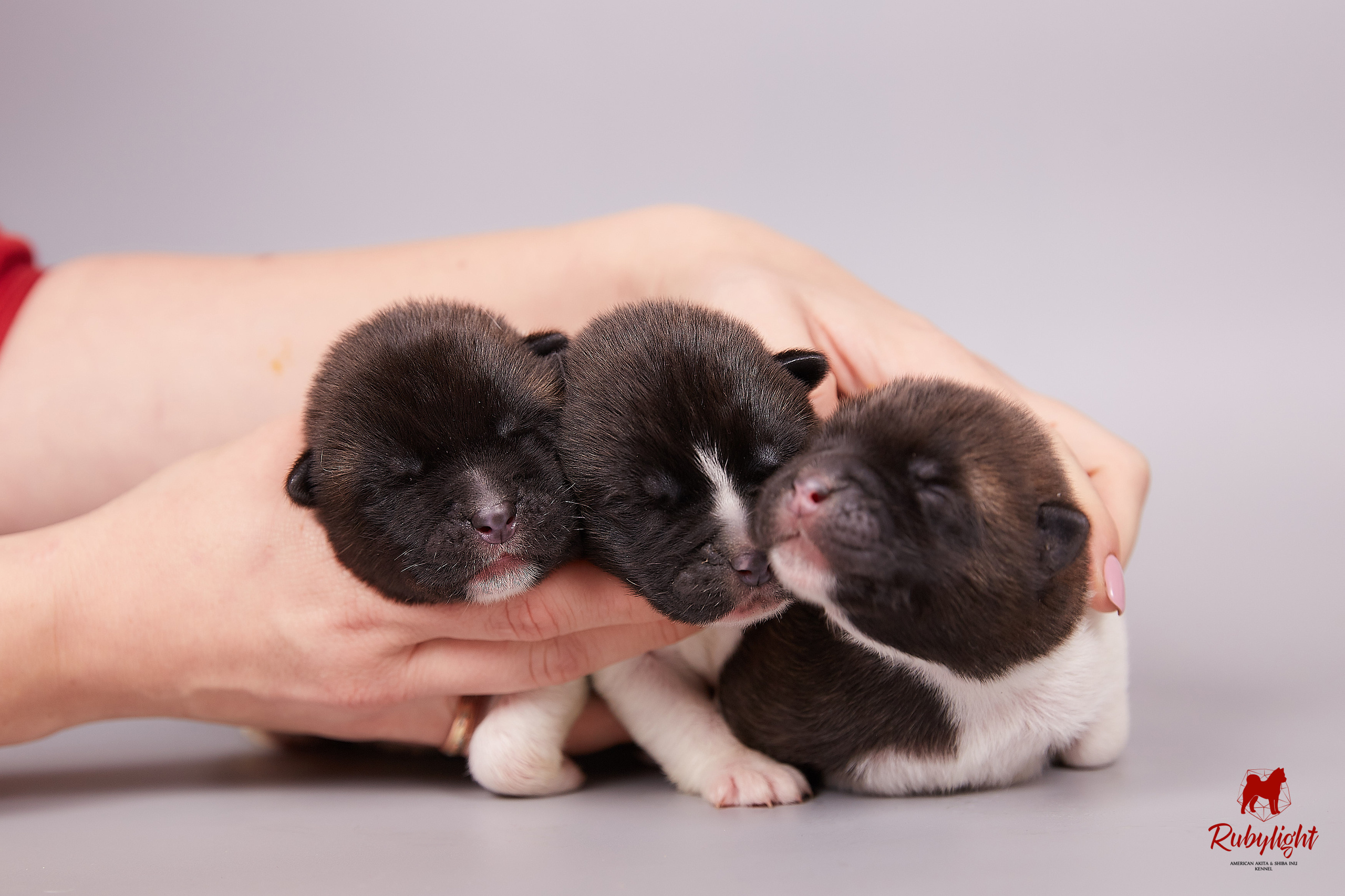 Американская акита щенки питомник Рубилайт RUBYLIGHT
