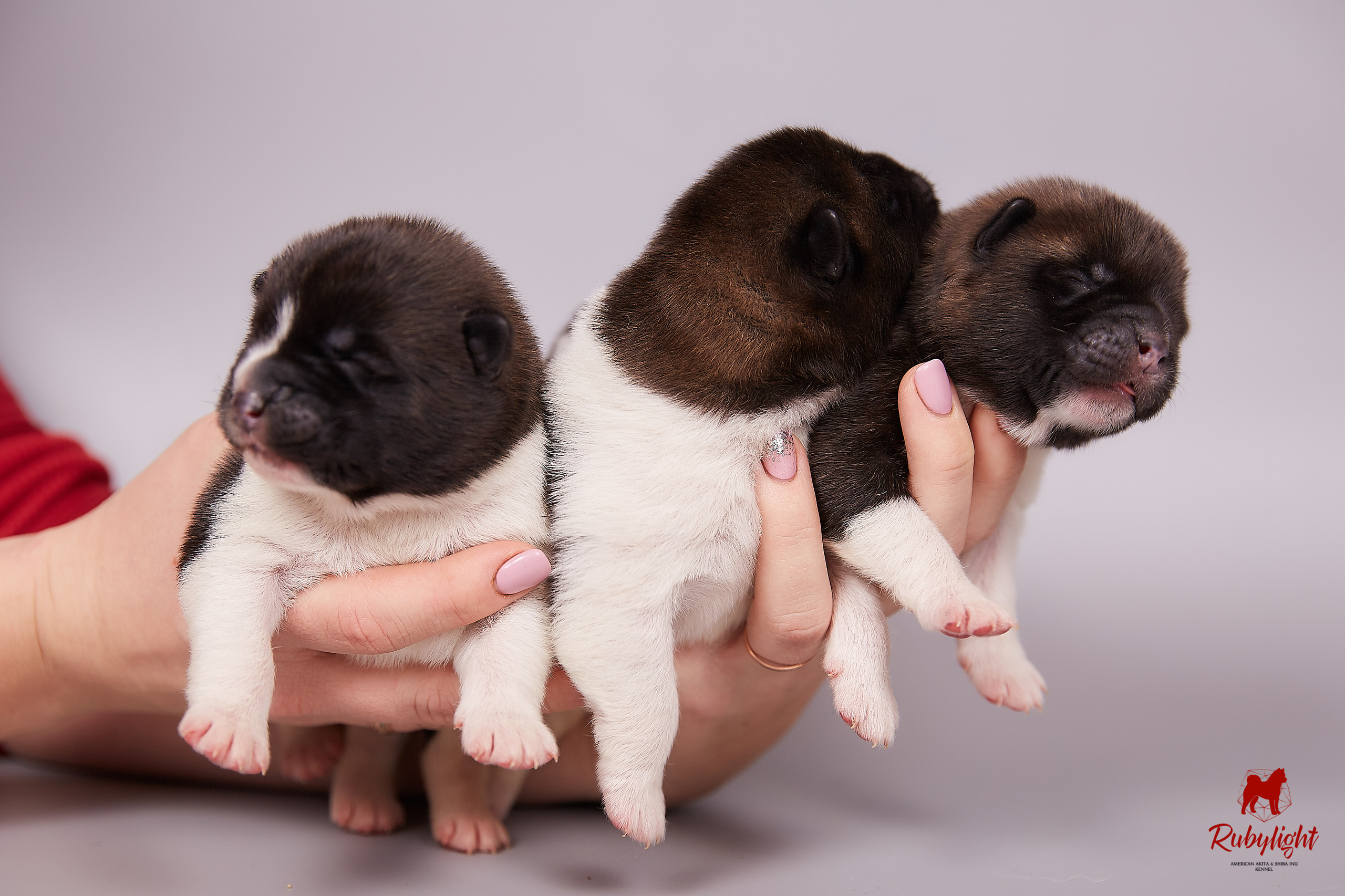 Американская акита щенки питомник Рубилайт RUBYLIGHT