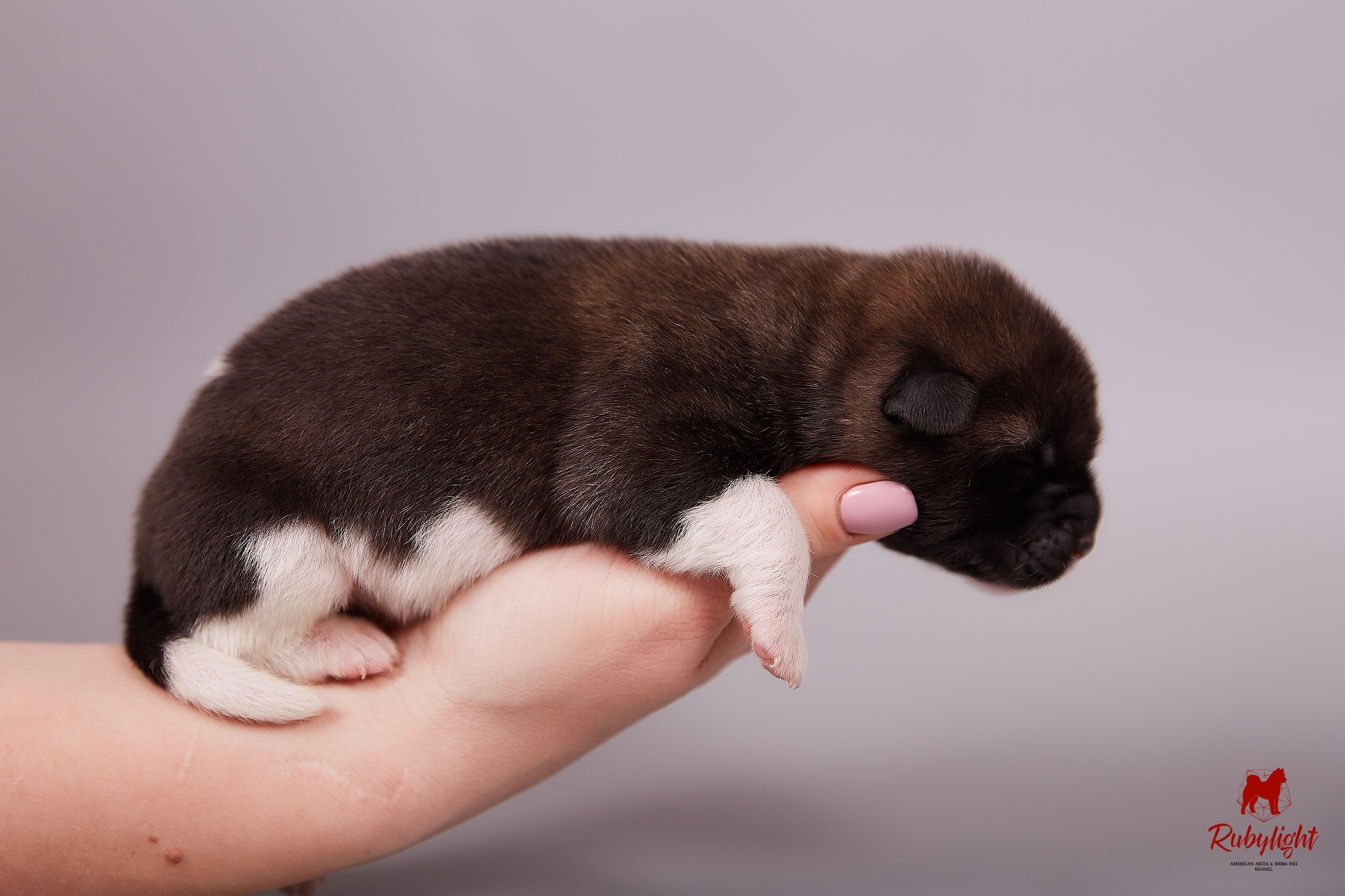 Американская акита щенки питомник Рубилайт RUBYLIGHT