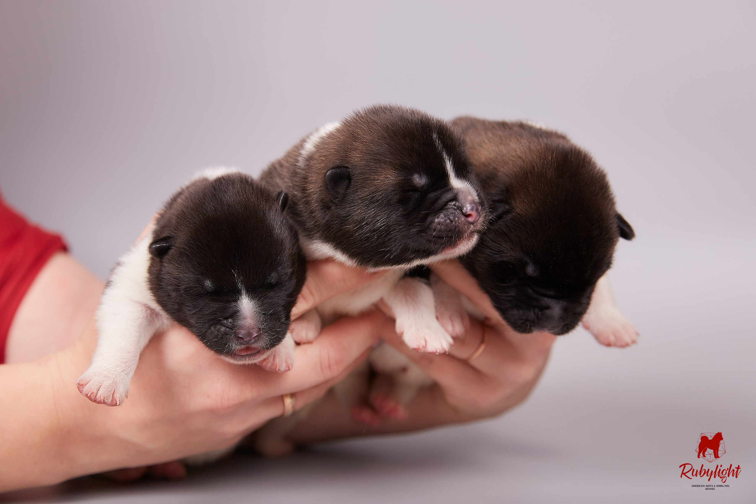 Американская акита щенки питомник Рубилайт RUBYLIGHT