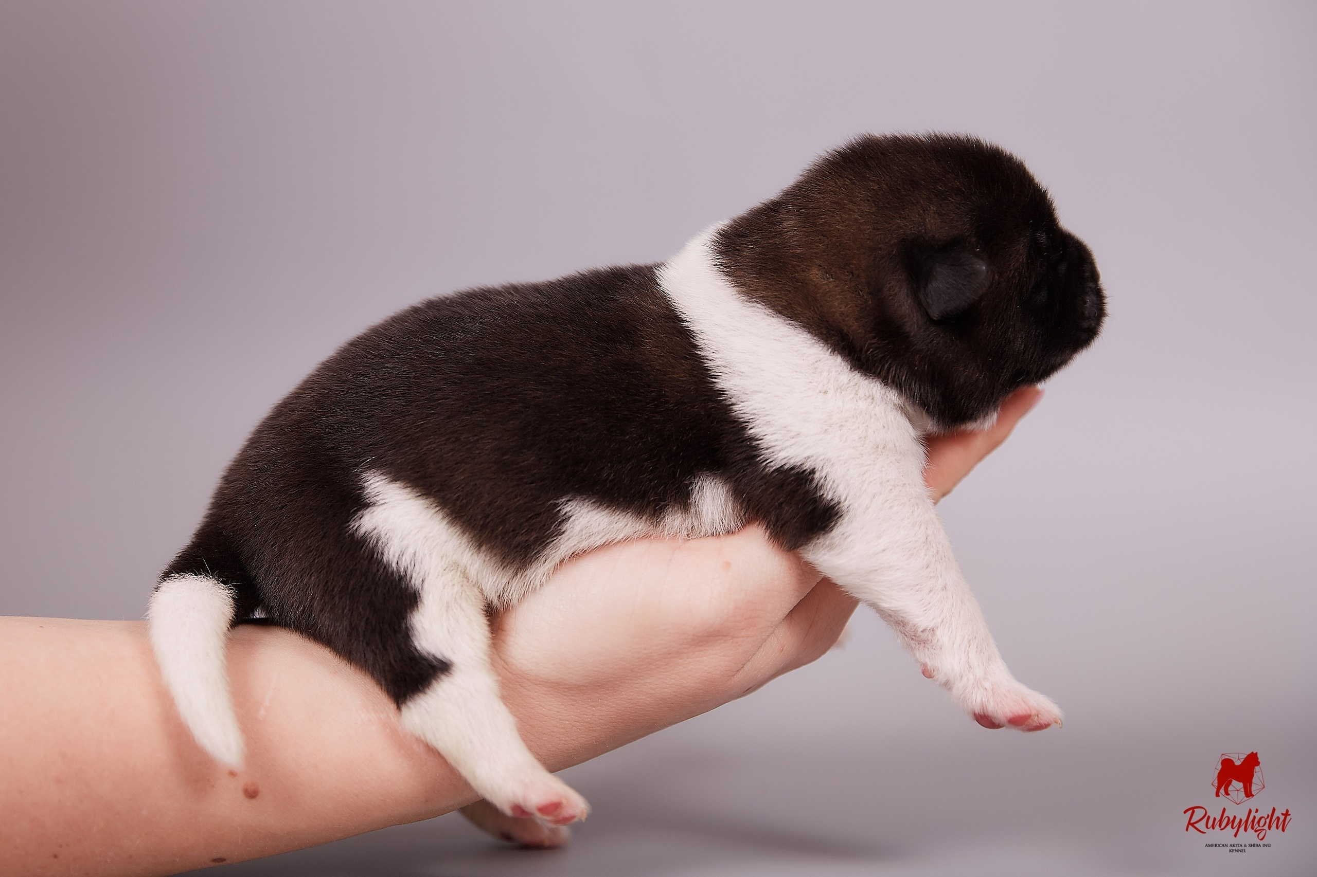 Американская акита щенки питомник Рубилайт RUBYLIGHT