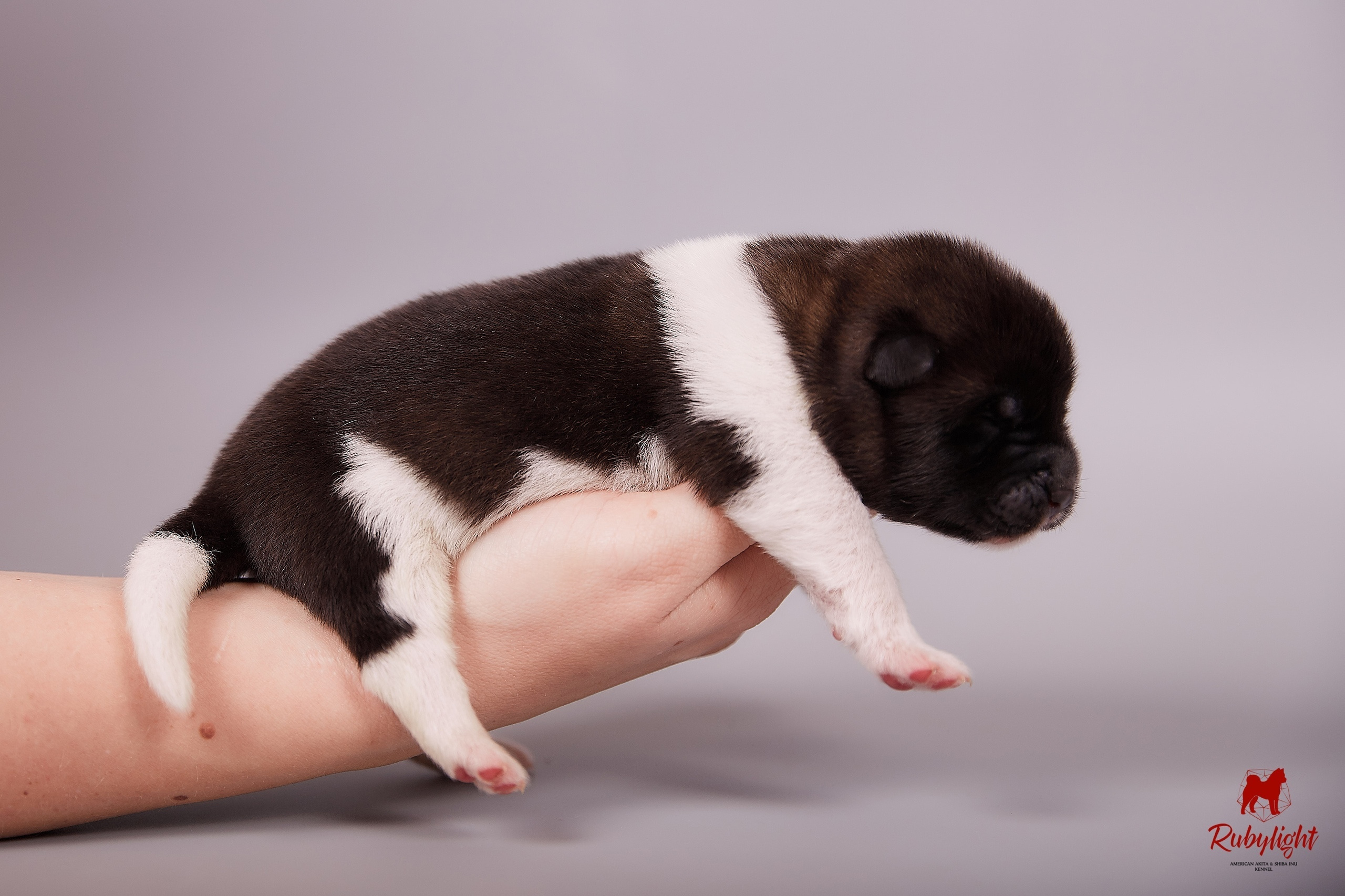 Американская акита щенки питомник Рубилайт RUBYLIGHT