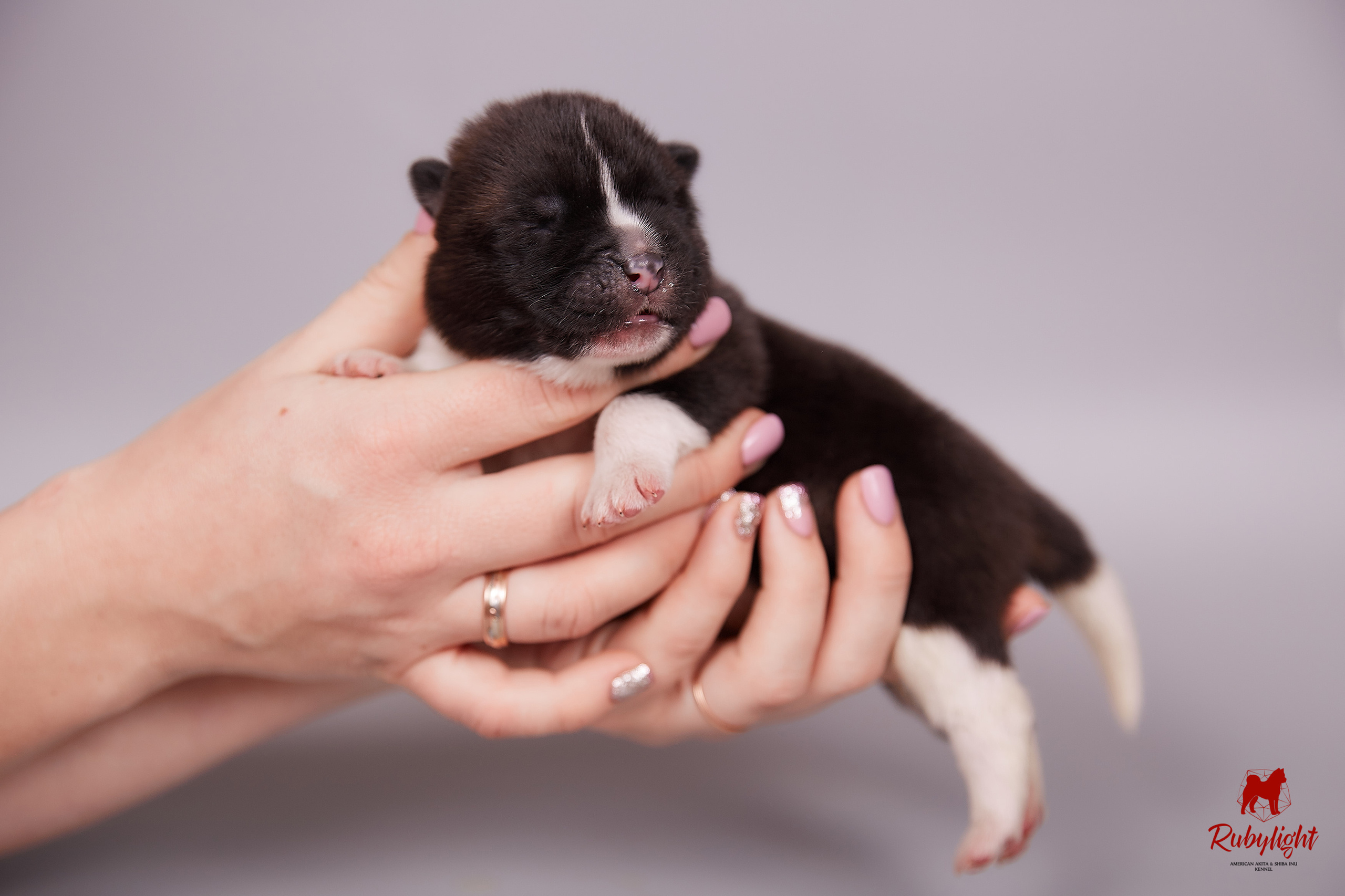 Американская акита щенки питомник Рубилайт RUBYLIGHT