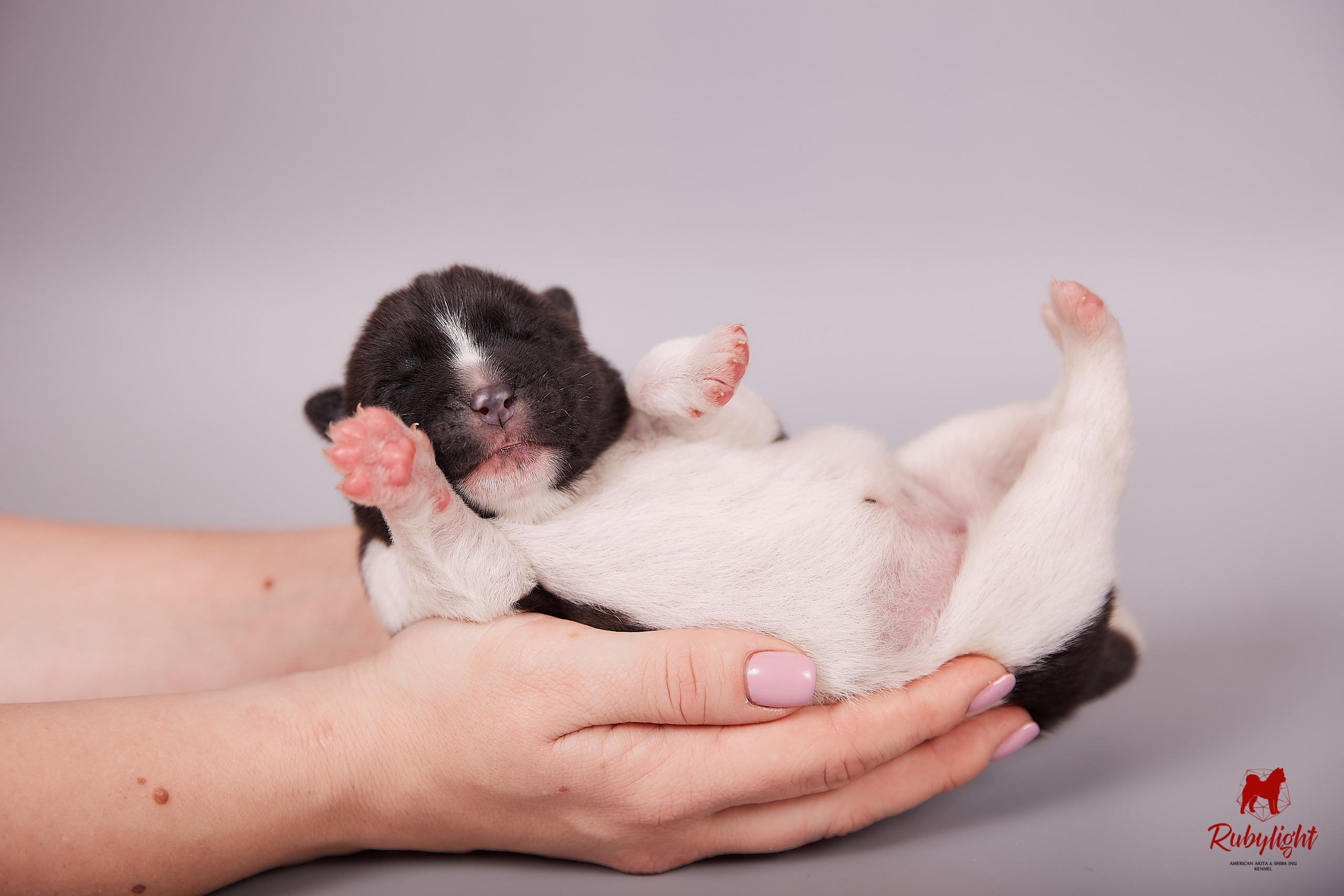 Американская акита щенки питомник Рубилайт RUBYLIGHT