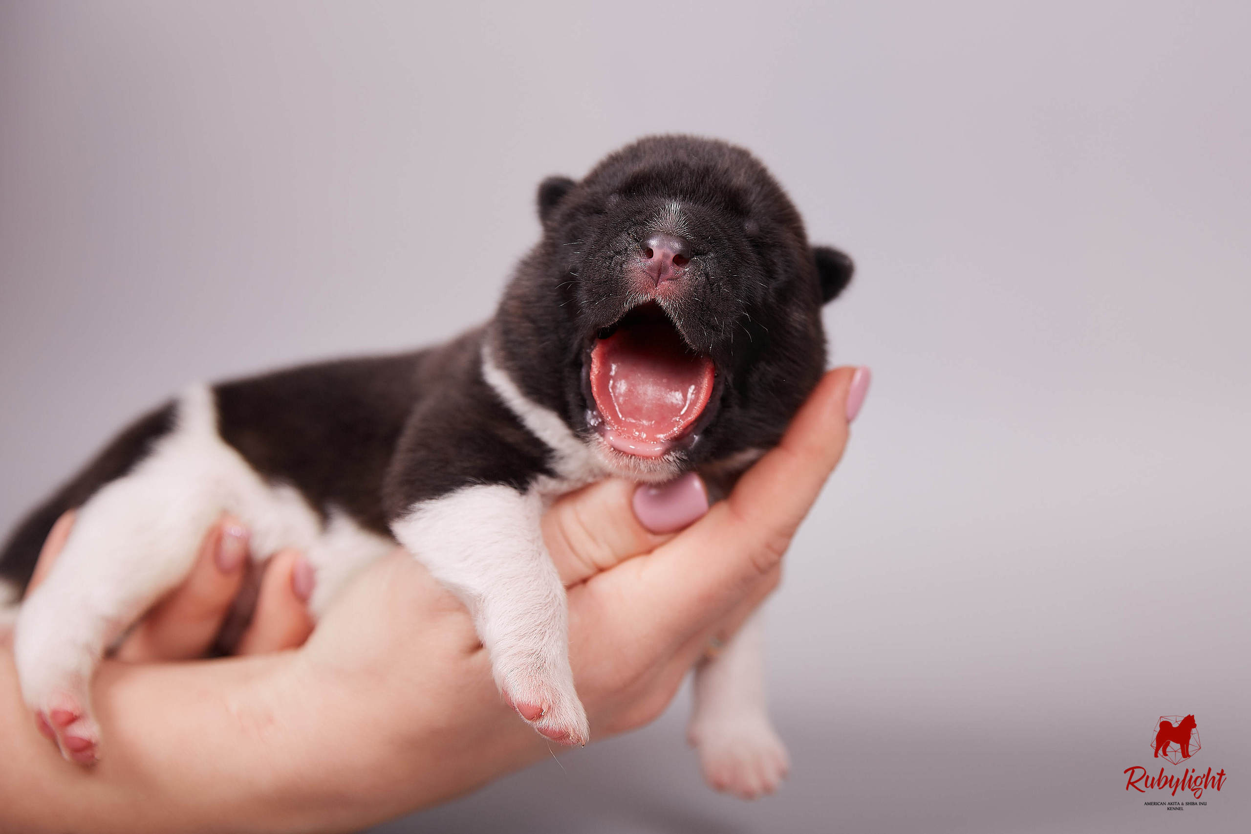 Американская акита щенки питомник Рубилайт RUBYLIGHT
