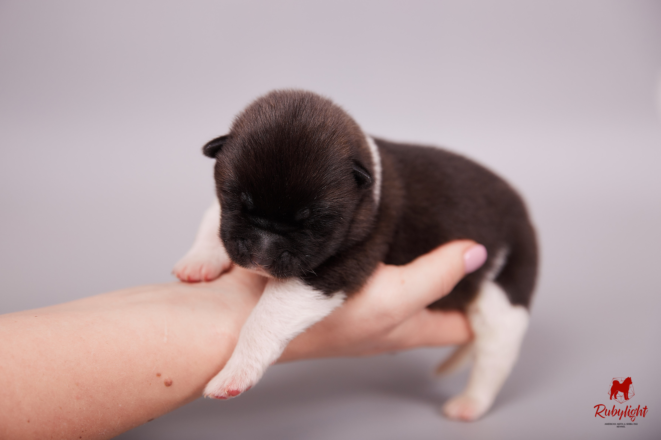 Американская акита щенки питомник Рубилайт RUBYLIGHT