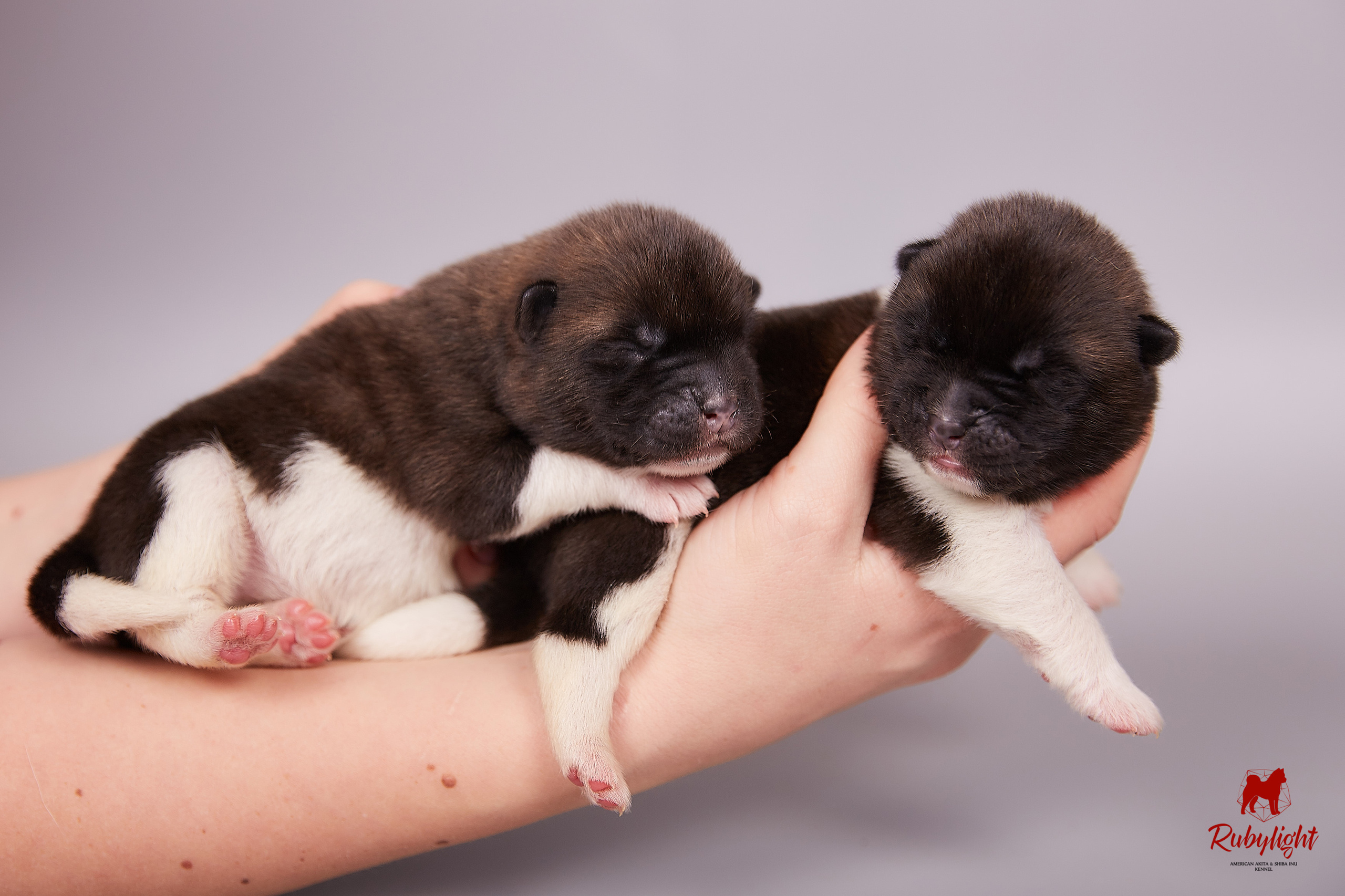 Американская акита щенки питомник Рубилайт RUBYLIGHT