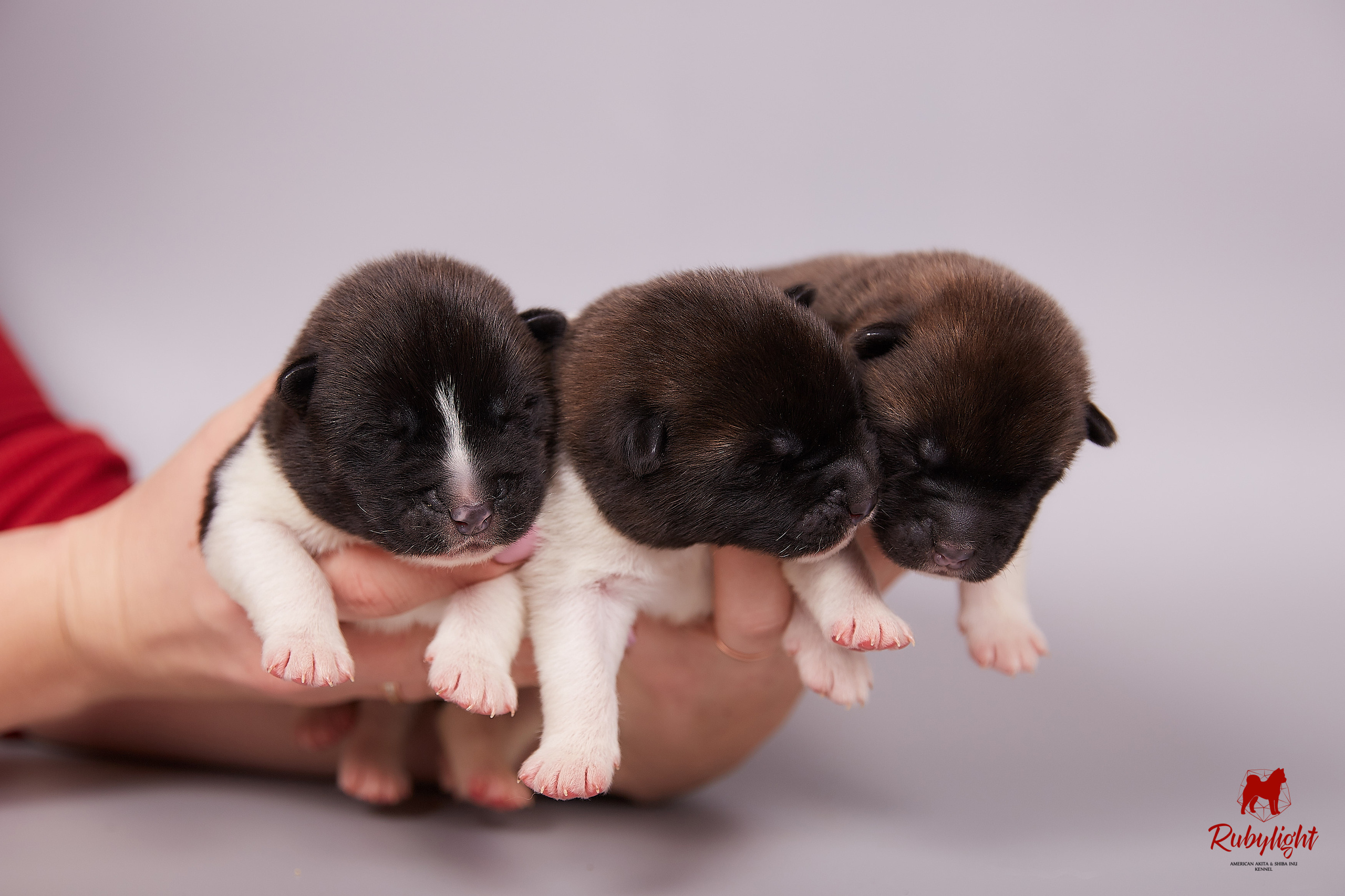 Американская акита щенки питомник Рубилайт RUBYLIGHT