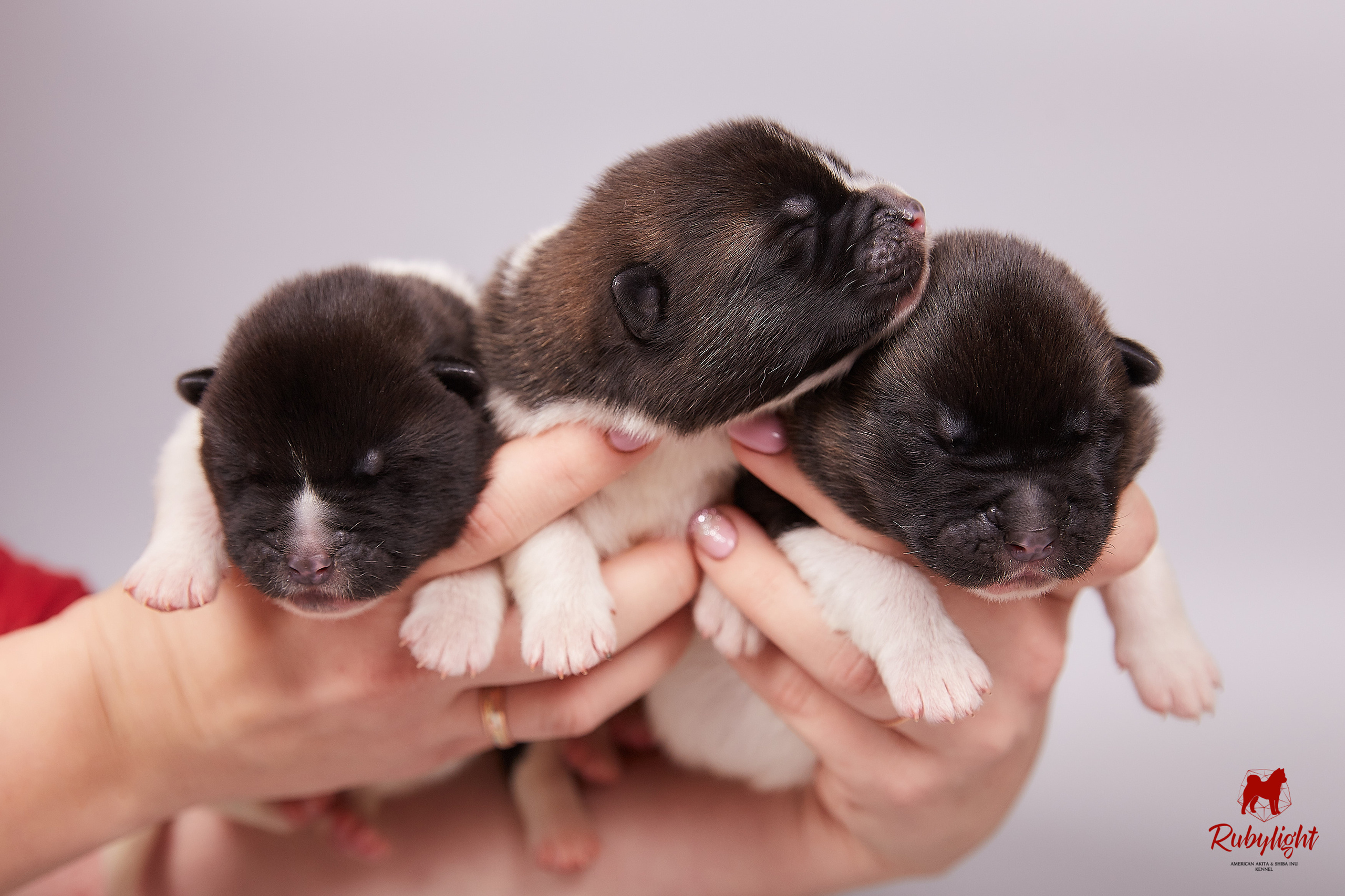 Американская акита щенки питомник Рубилайт RUBYLIGHT