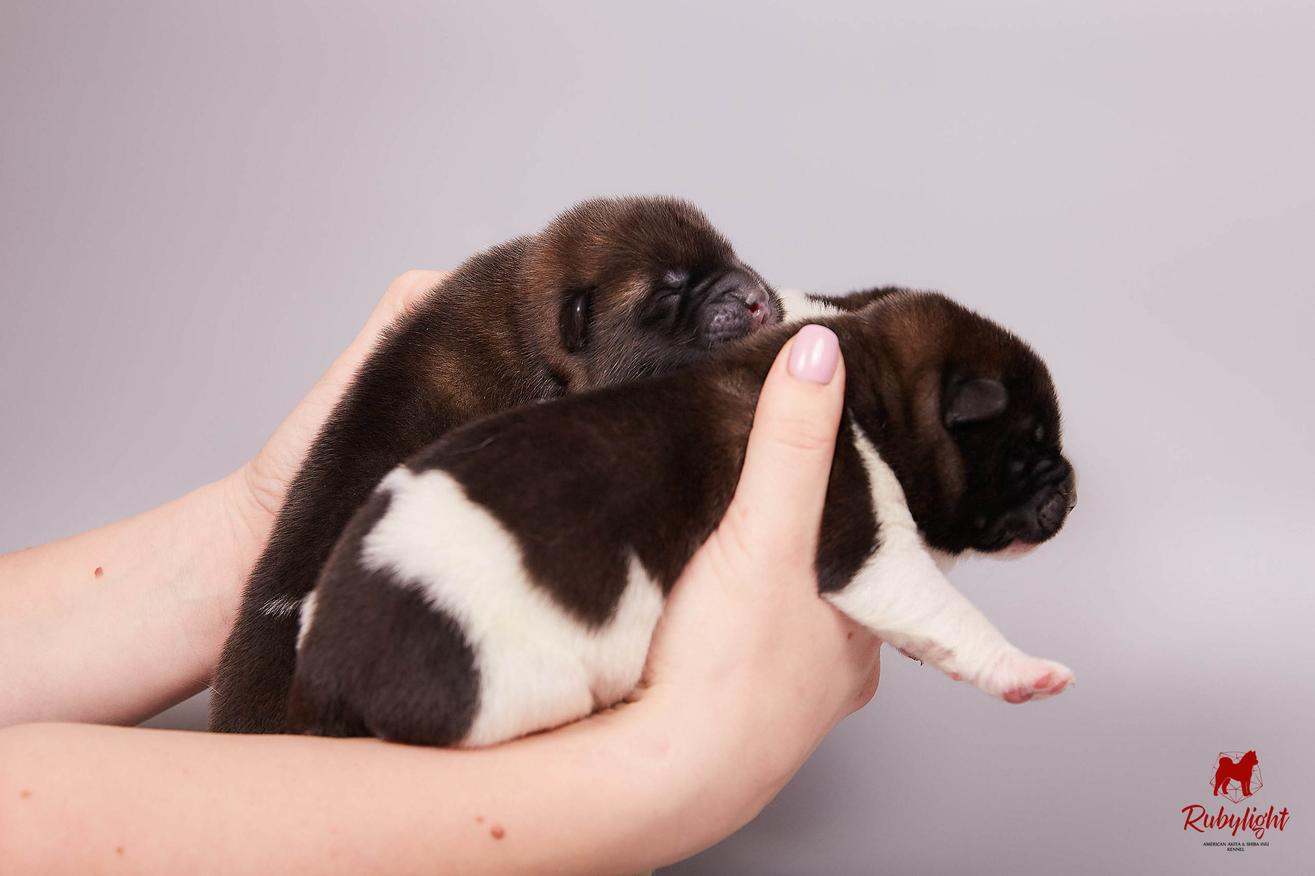 Американская акита щенки питомник Рубилайт RUBYLIGHT