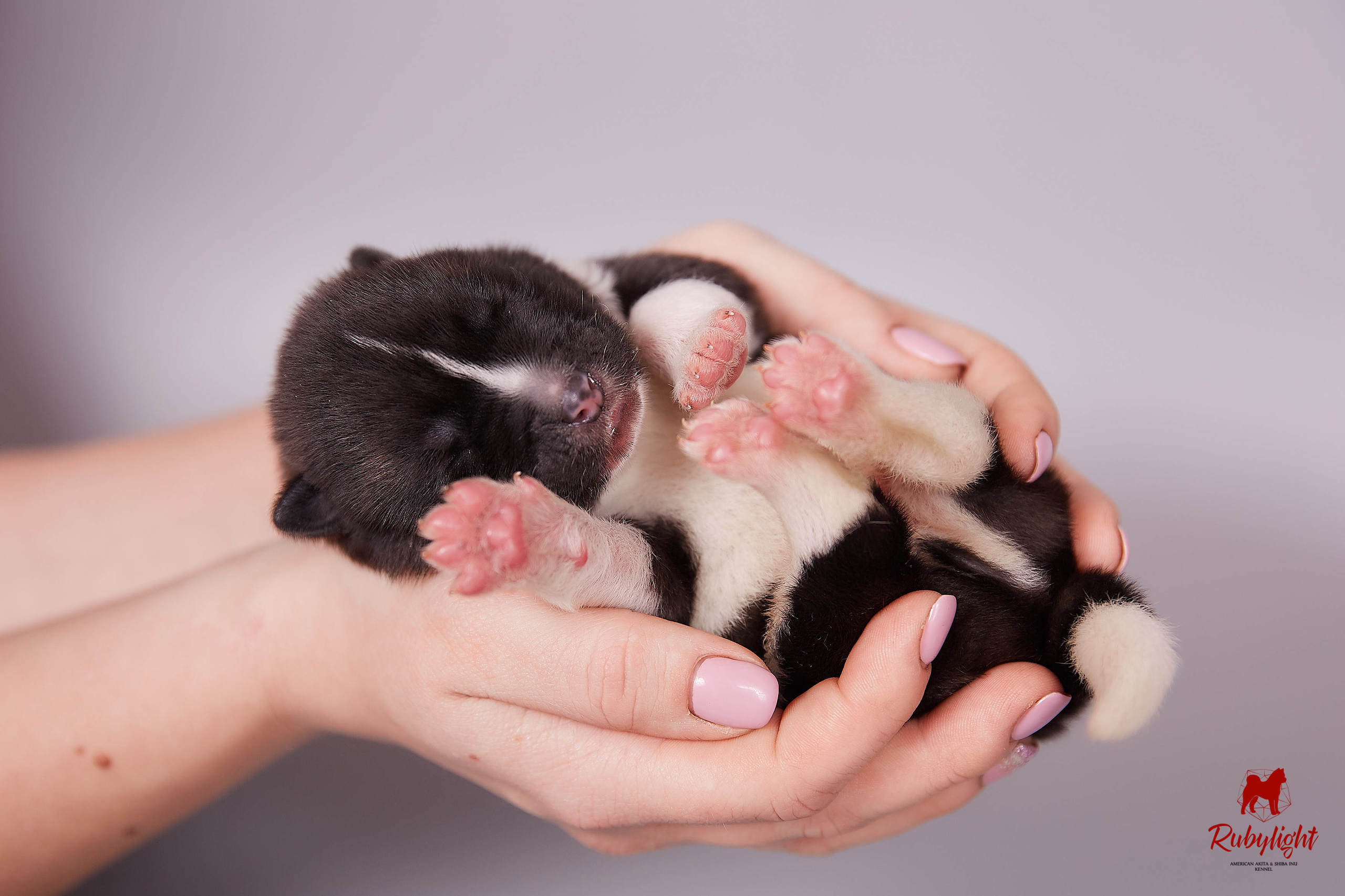 Американская акита щенки питомник Рубилайт RUBYLIGHT