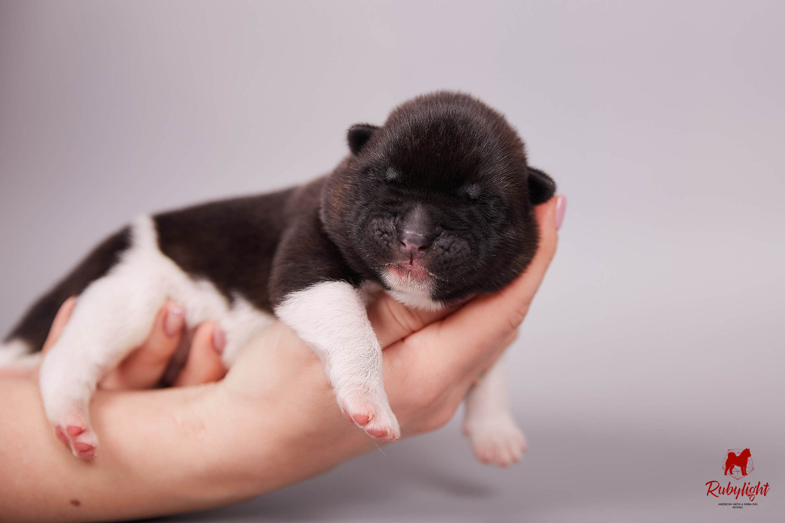 Американская акита щенки питомник Рубилайт RUBYLIGHT