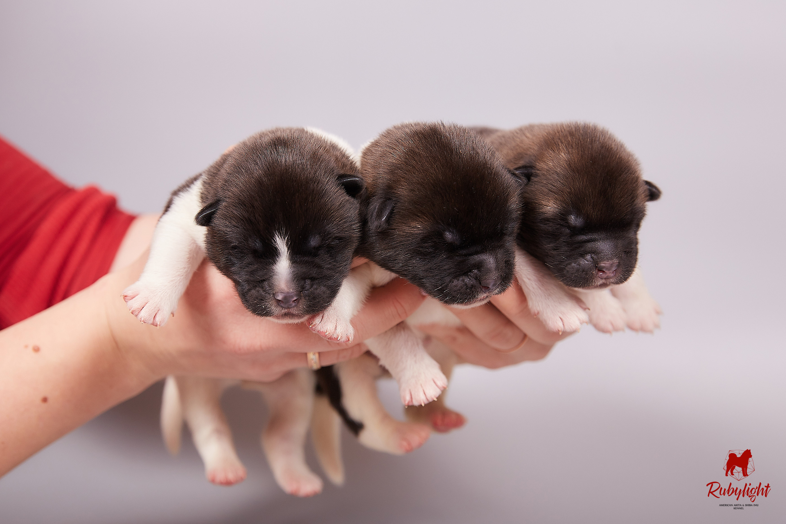 Американская акита щенки питомник Рубилайт RUBYLIGHT