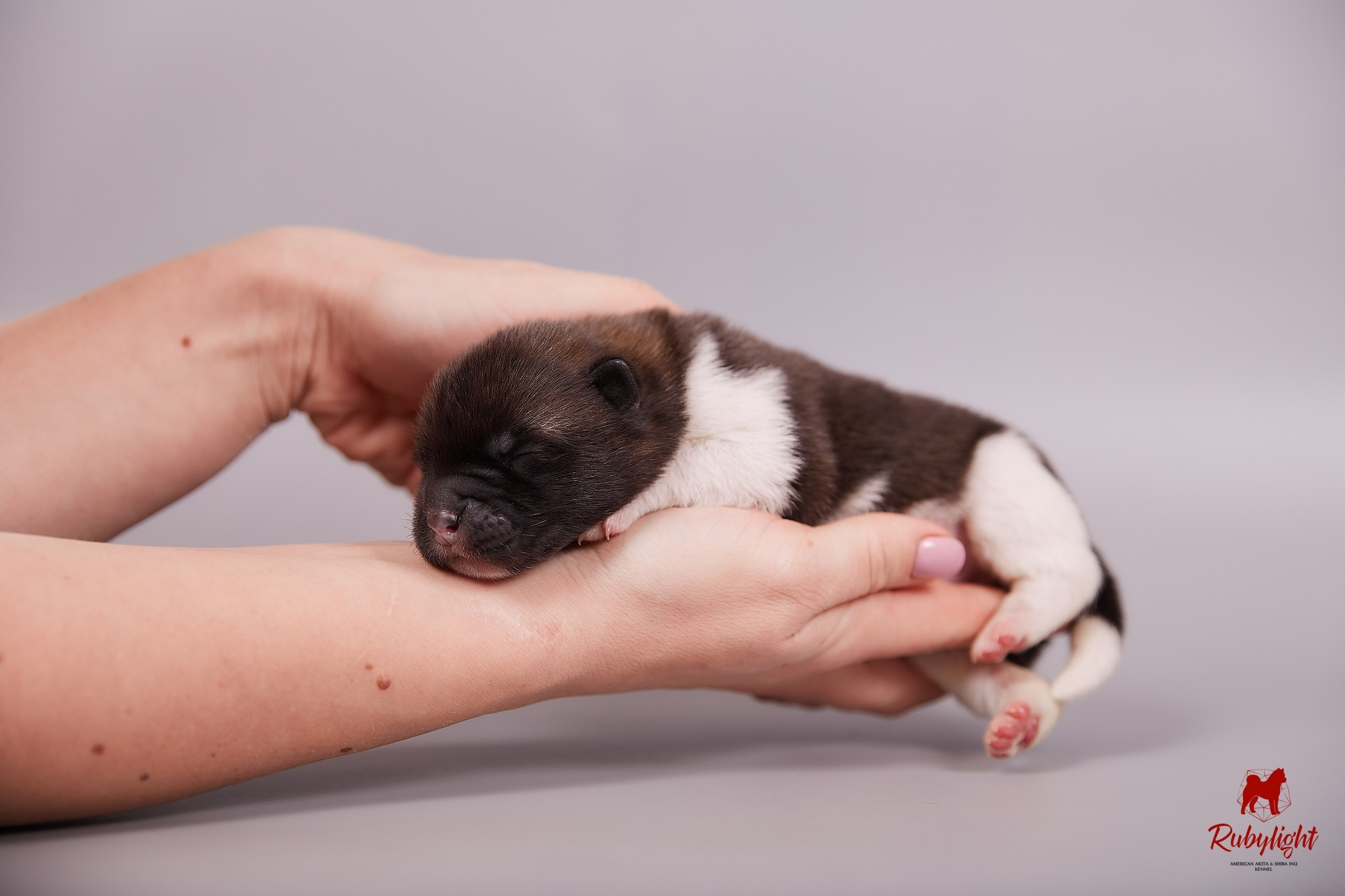 Американская акита щенки питомник Рубилайт RUBYLIGHT
