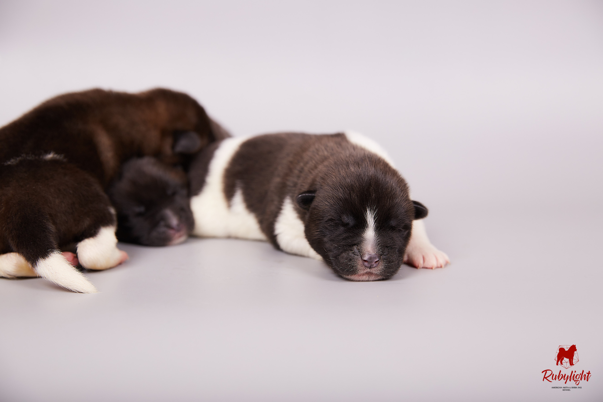 Американская акита щенки питомник Рубилайт RUBYLIGHT