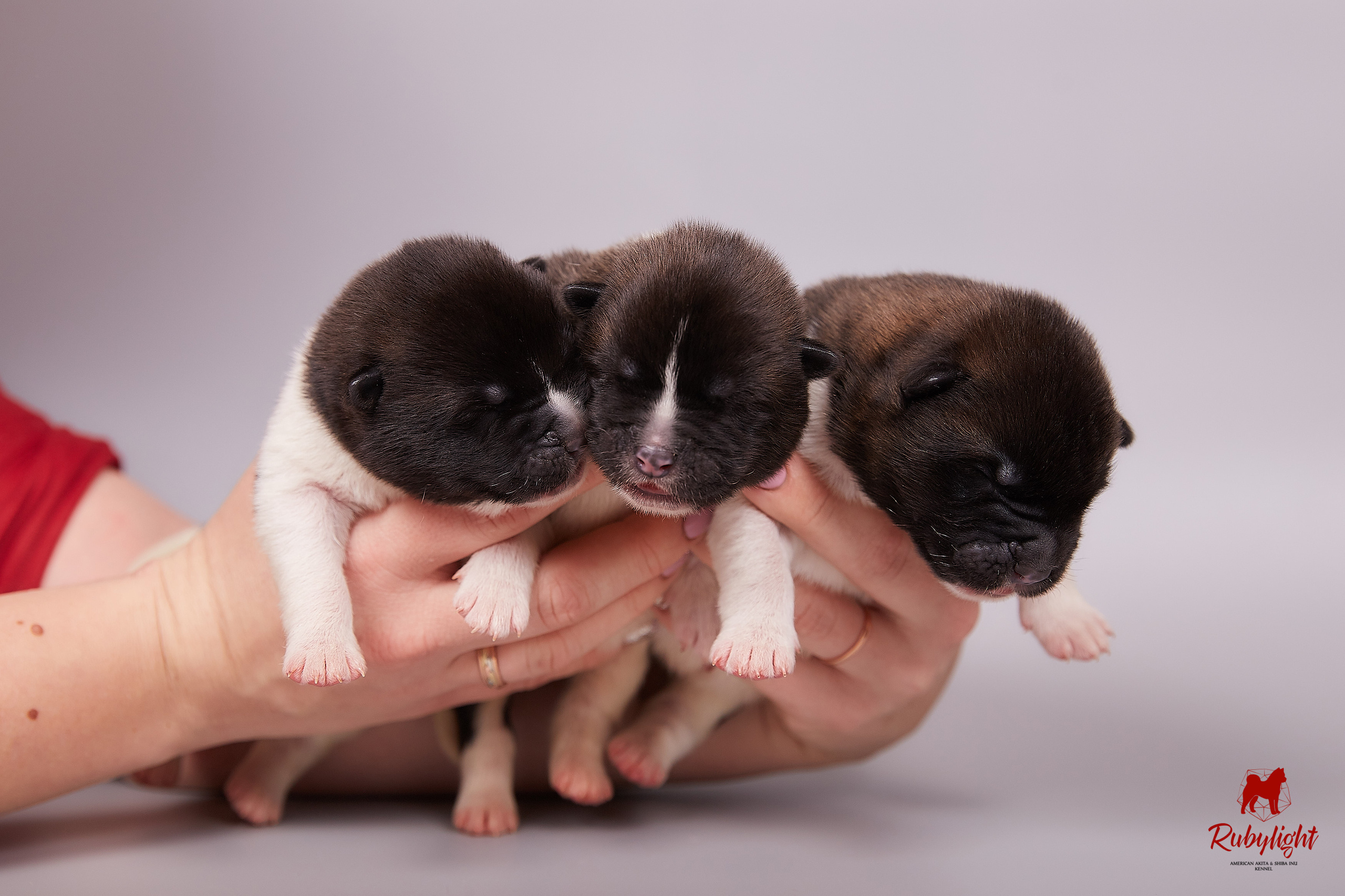 Американская акита щенки питомник Рубилайт RUBYLIGHT