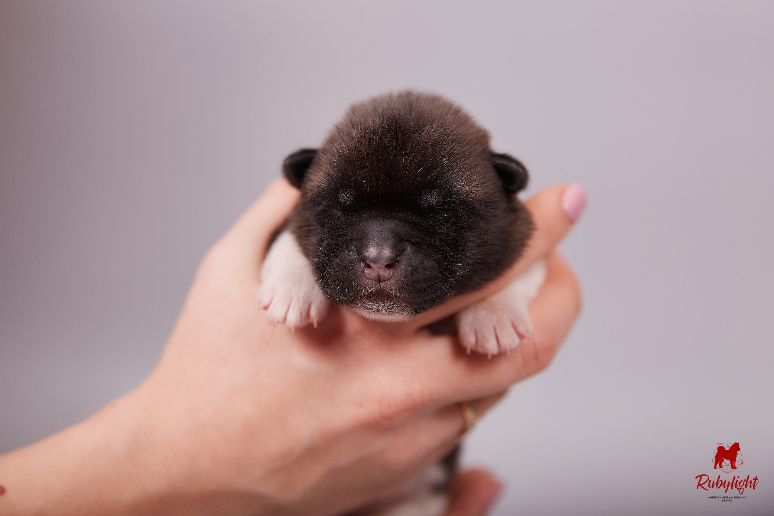 Американская акита щенки питомник Рубилайт RUBYLIGHT