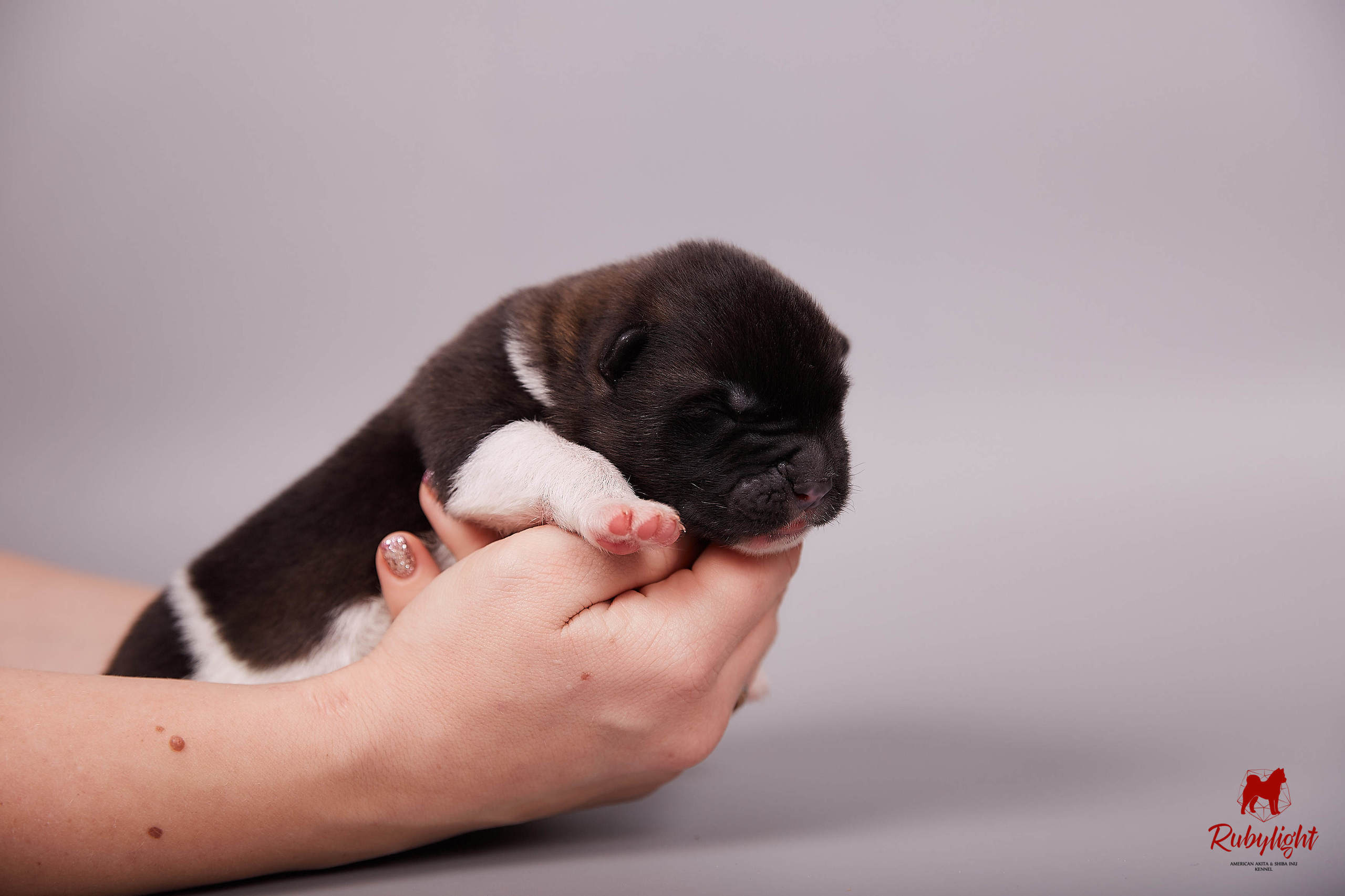 Американская акита щенки питомник Рубилайт RUBYLIGHT