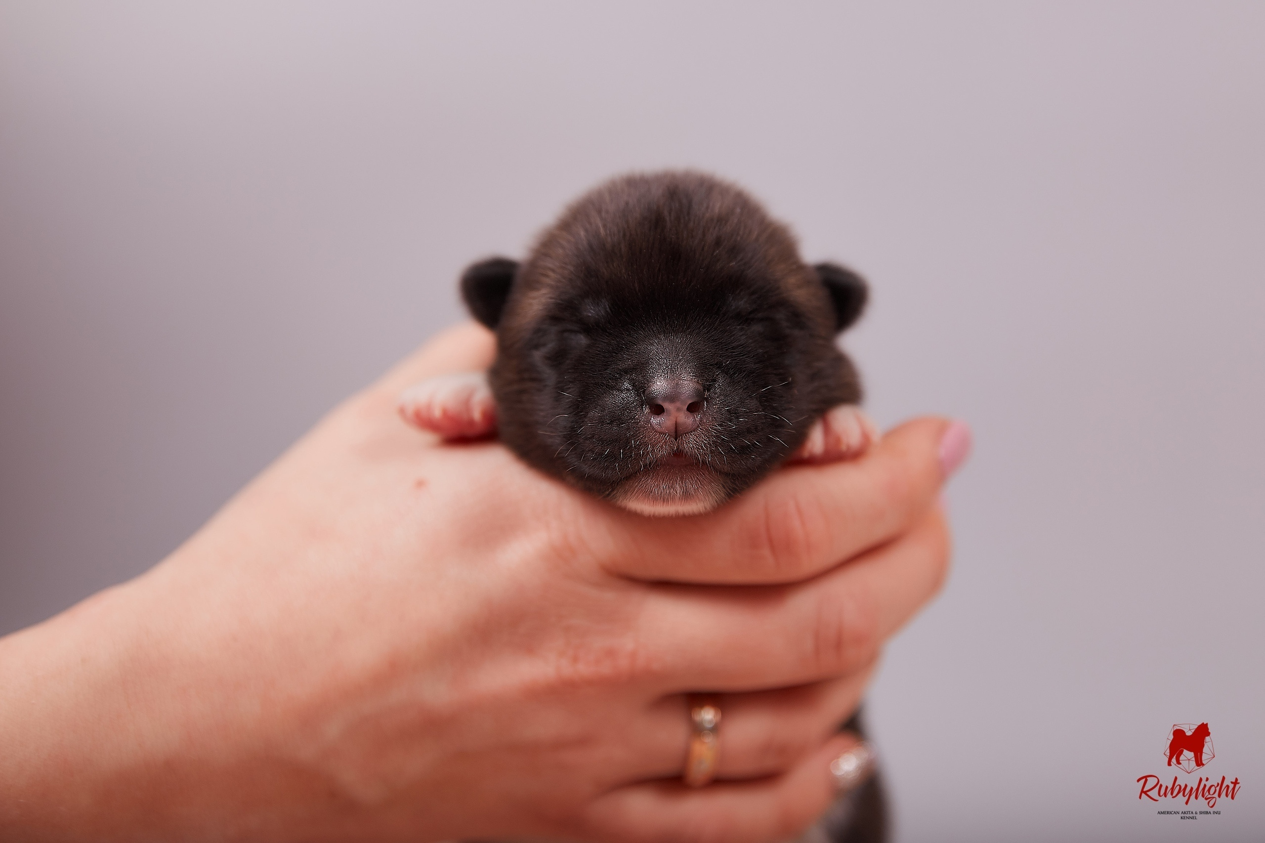 Американская акита щенки питомник Рубилайт RUBYLIGHT