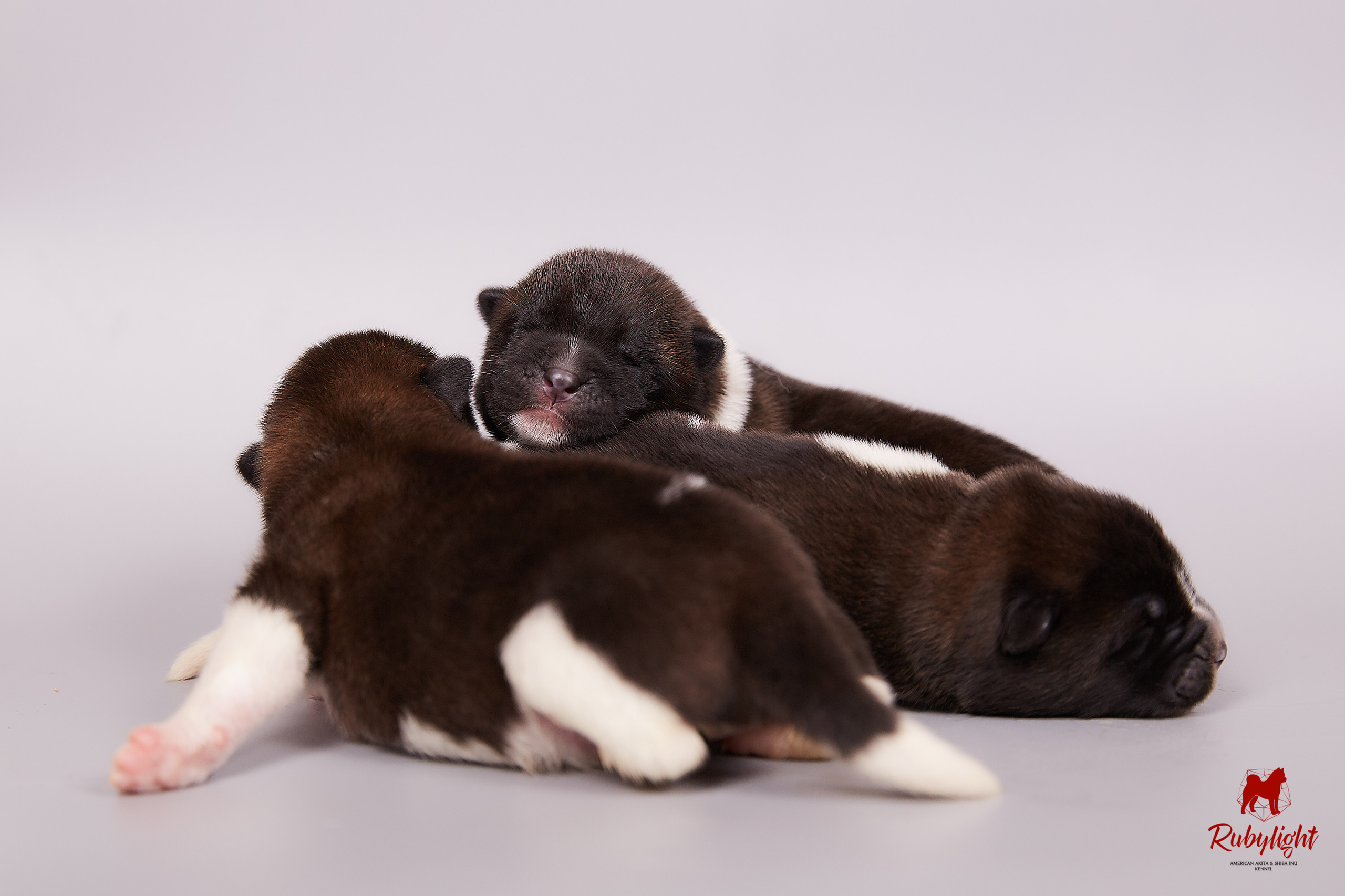 Американская акита щенки питомник Рубилайт RUBYLIGHT