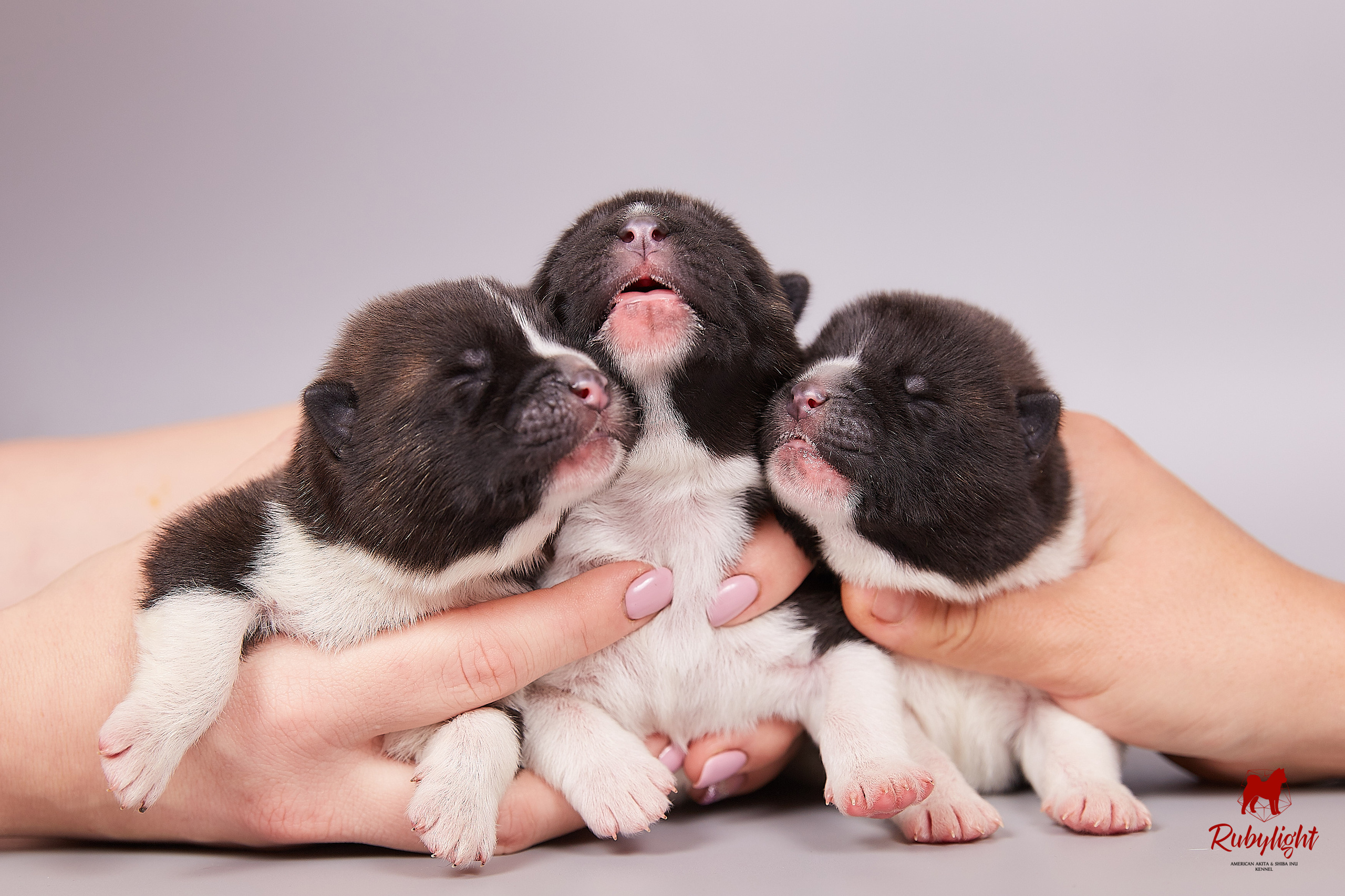 Американская акита щенки питомник Рубилайт RUBYLIGHT