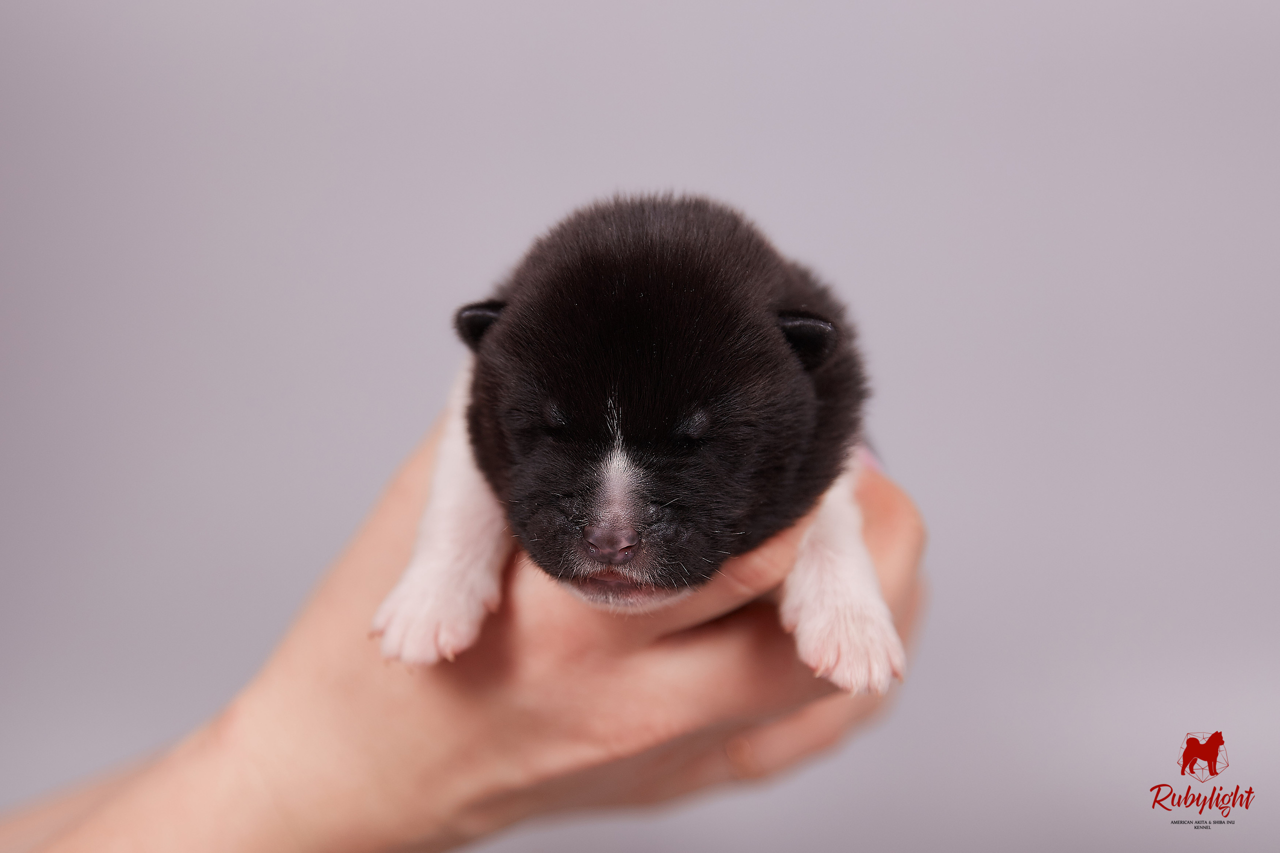 Американская акита щенки питомник Рубилайт RUBYLIGHT