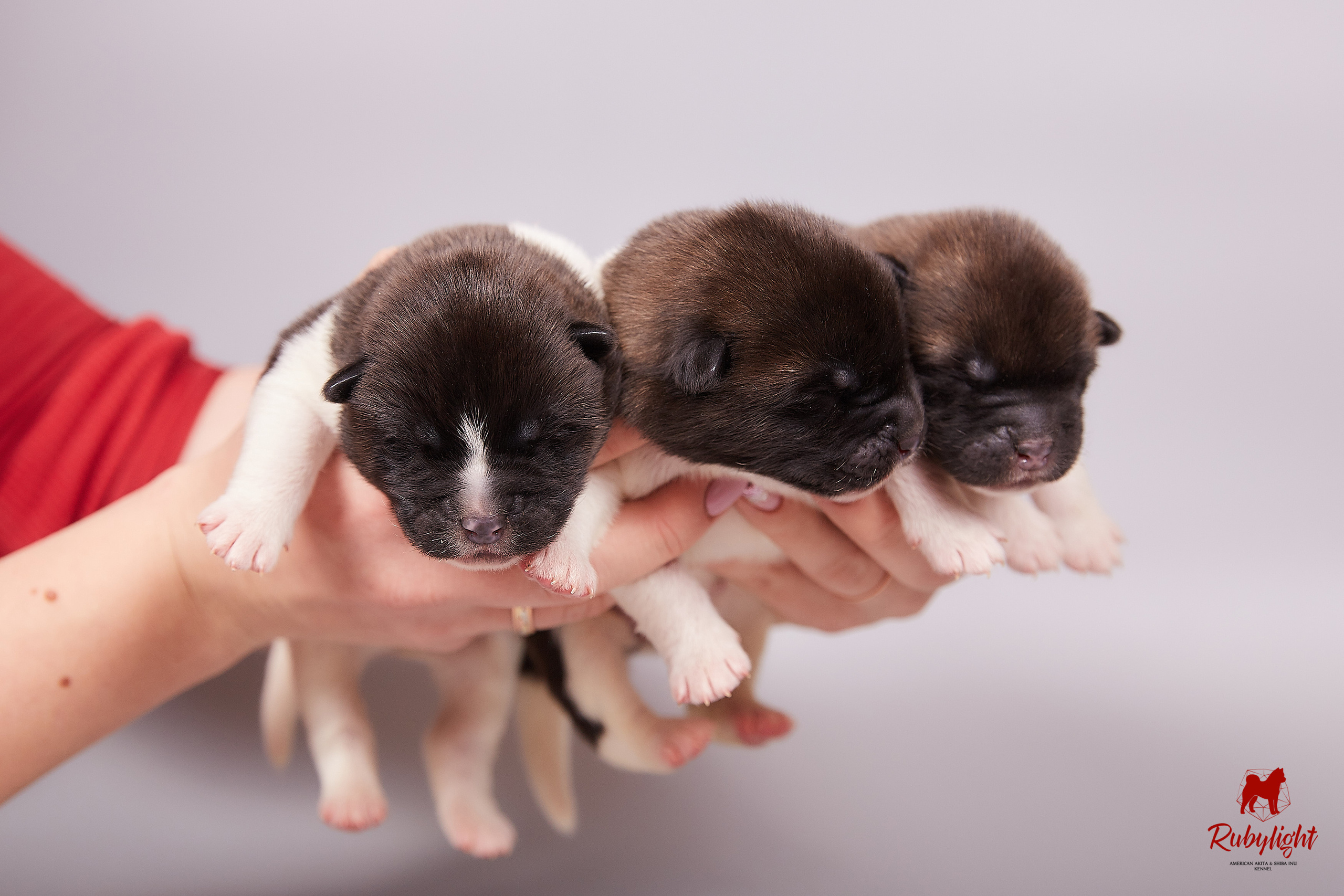 Американская акита щенки питомник Рубилайт RUBYLIGHT