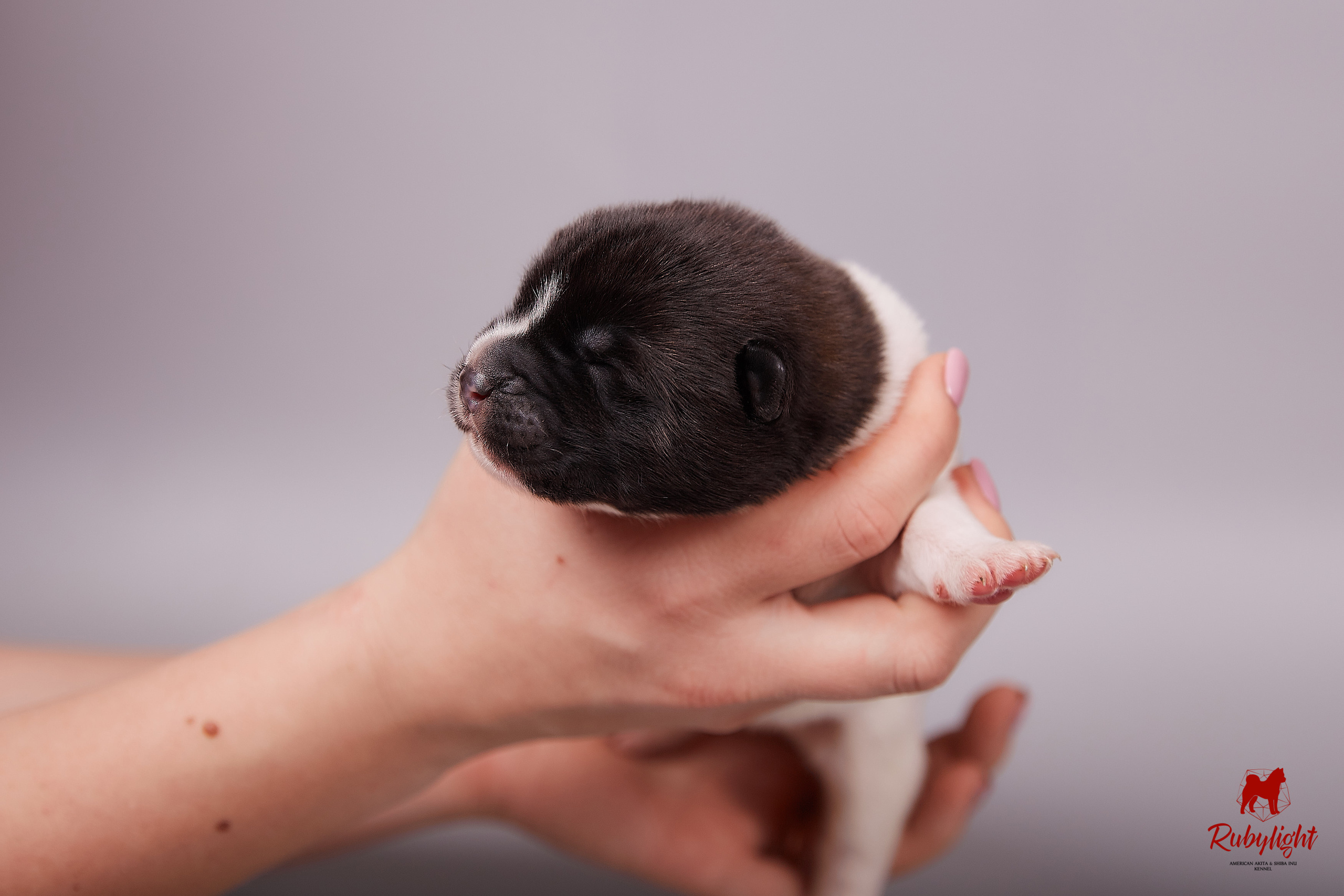 Американская акита щенки питомник Рубилайт RUBYLIGHT