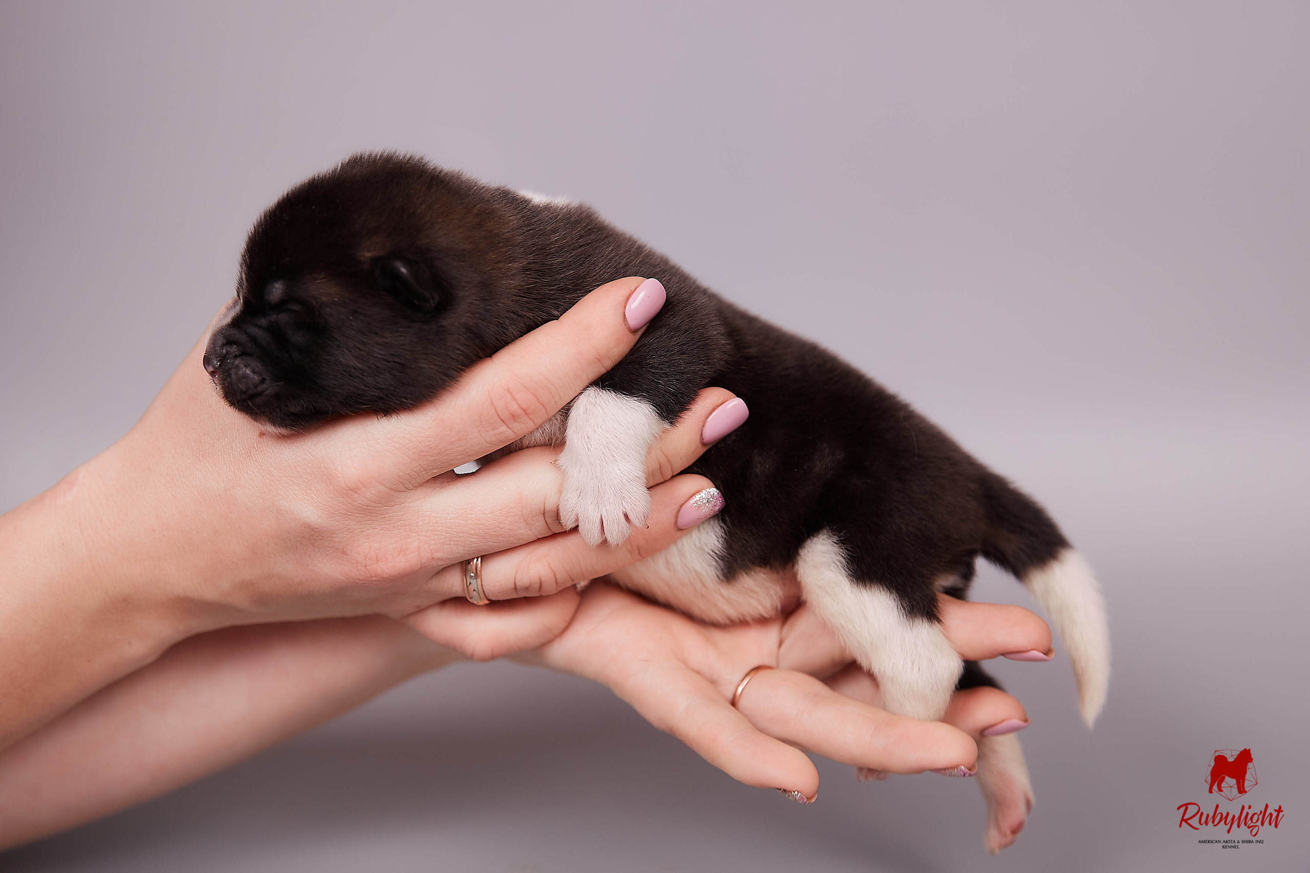 Американская акита щенки питомник Рубилайт RUBYLIGHT